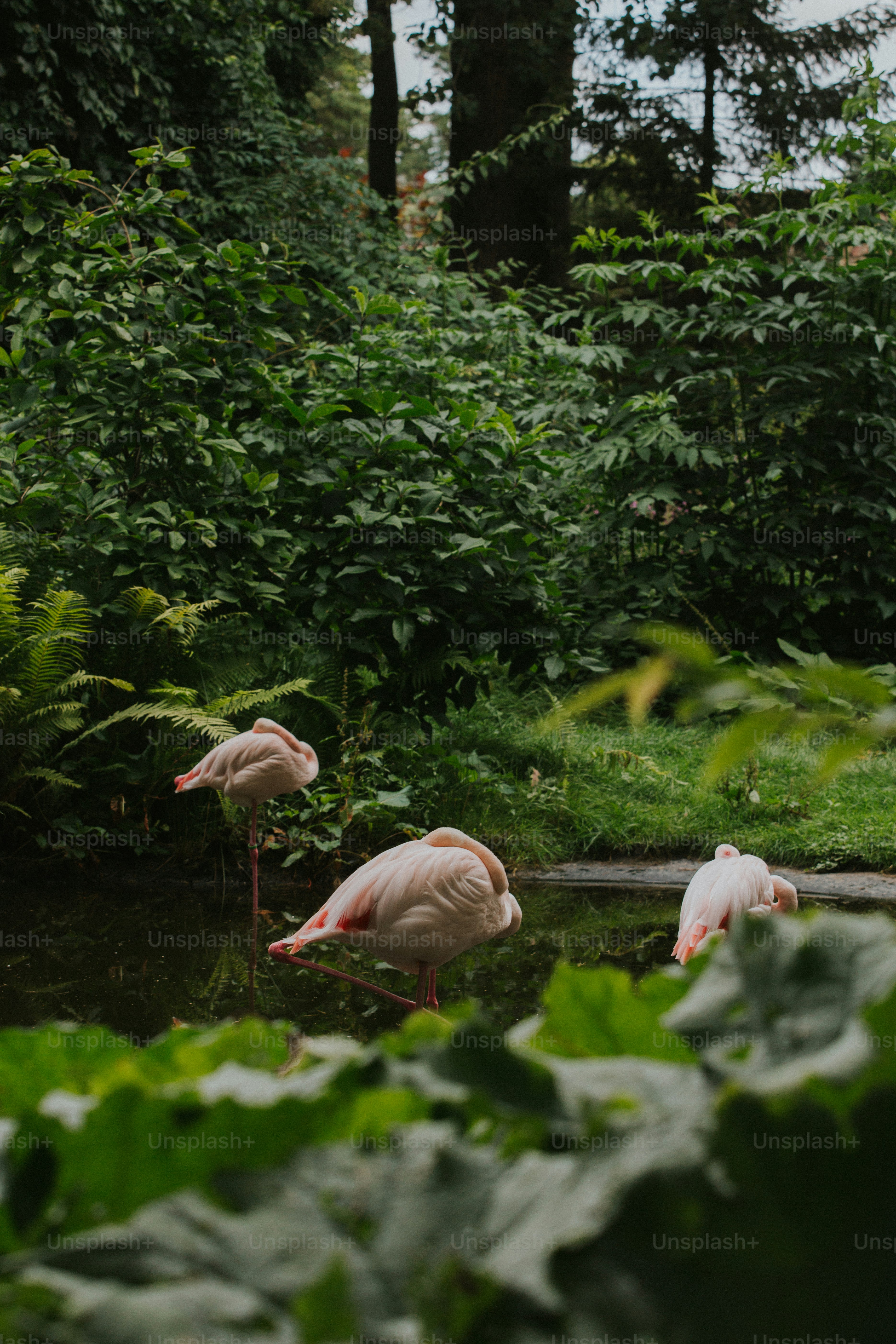 A group of flamingos are standing in a pond