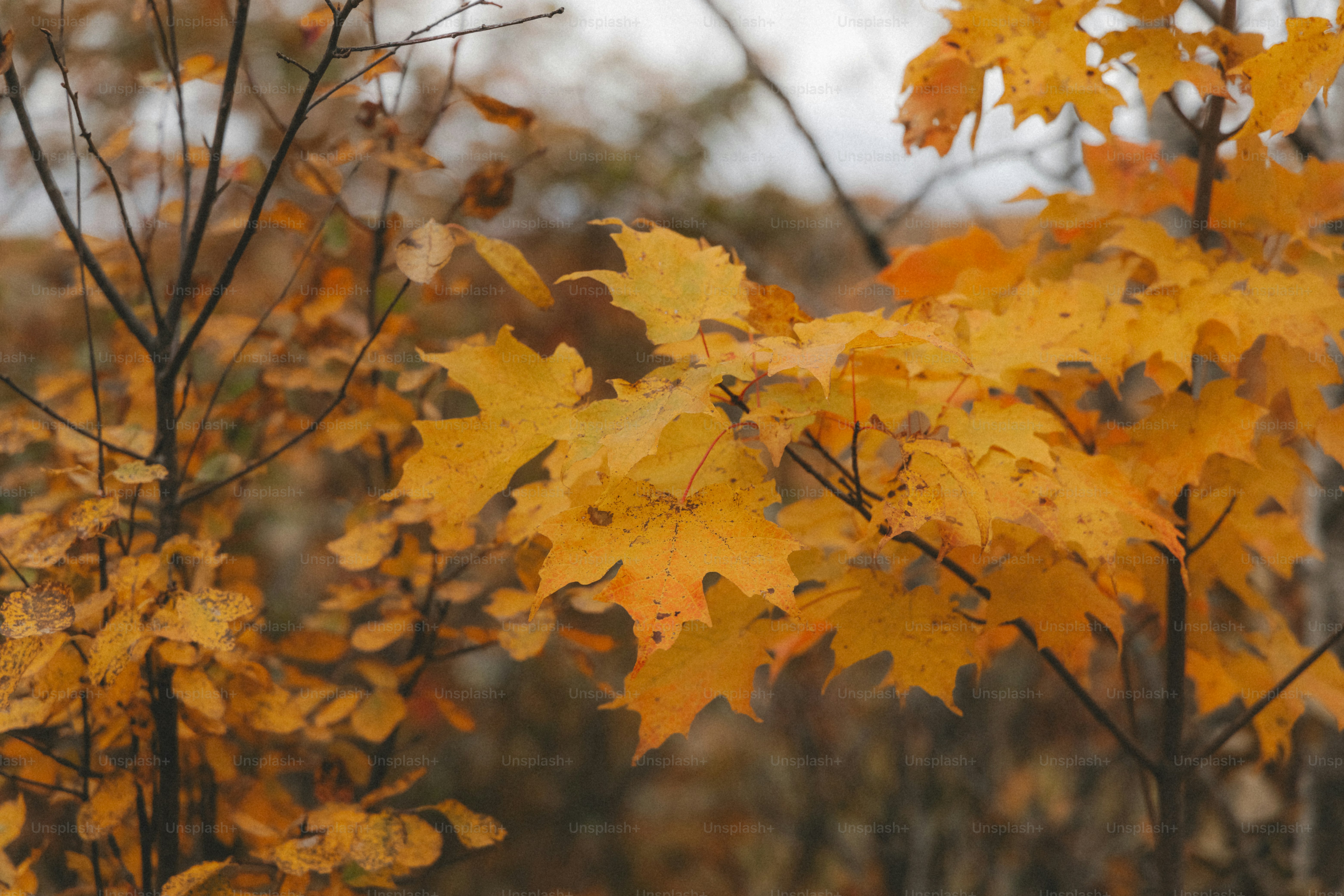 Un bouquet de feuilles jaunes sur un arbre