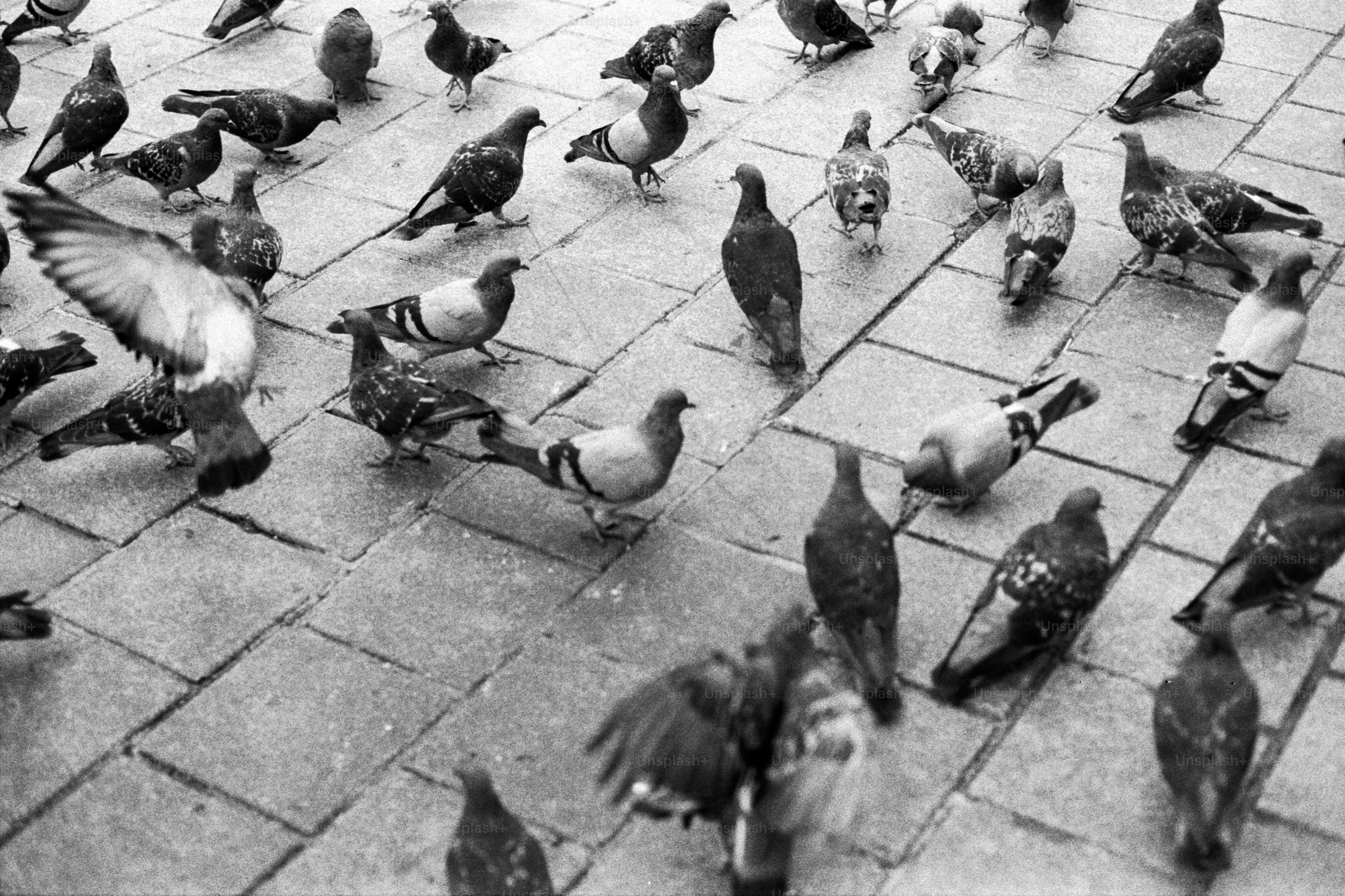 A flock of birds standing on top of a sidewalk
