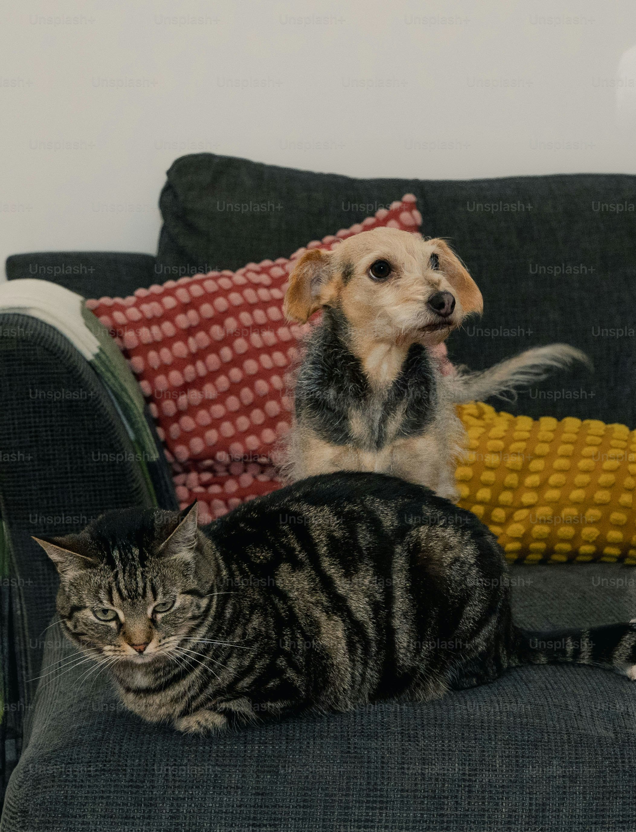 A dog and a cat sitting on a couch