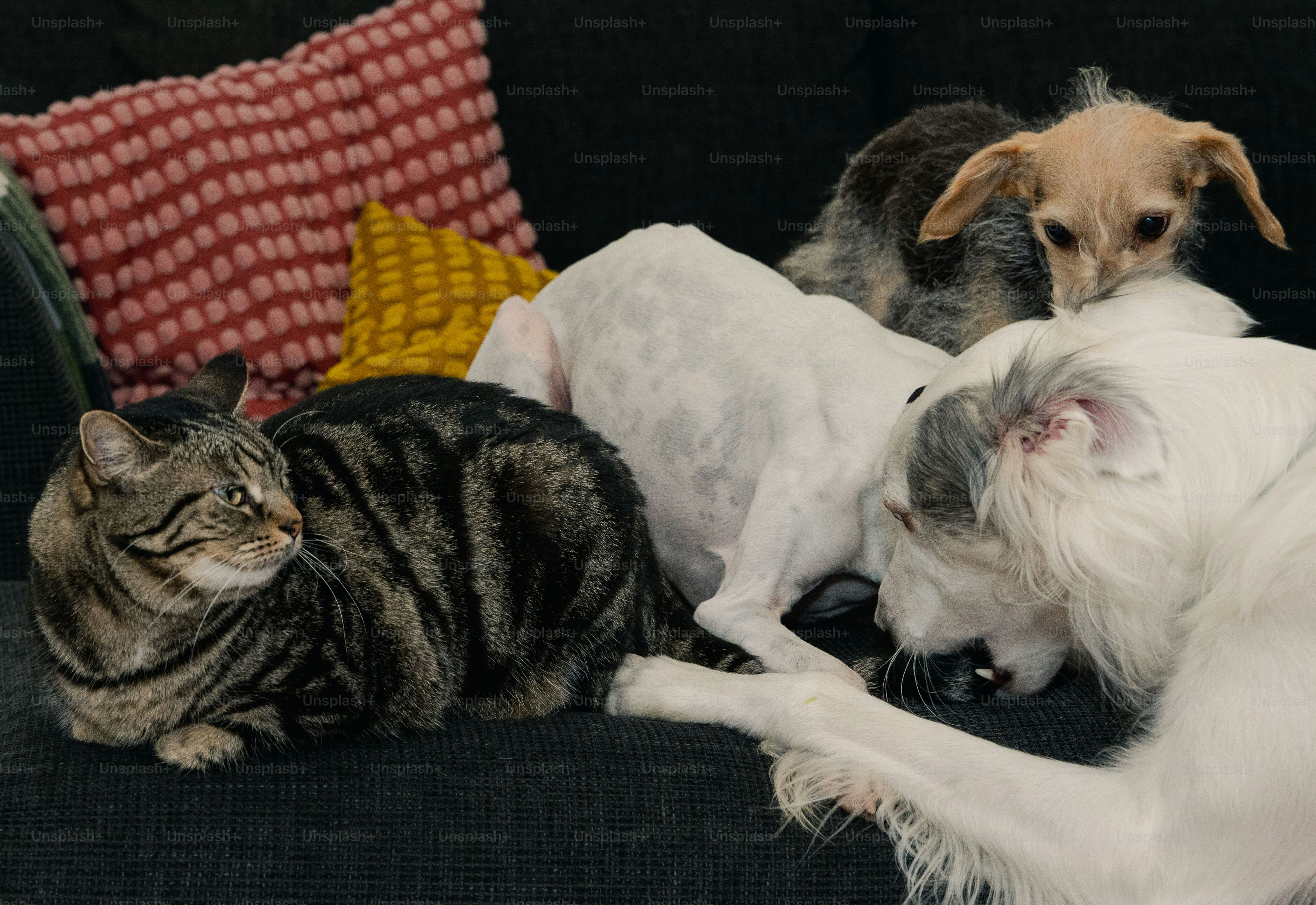 Ein Hund und eine Katze liegen auf einer Couch