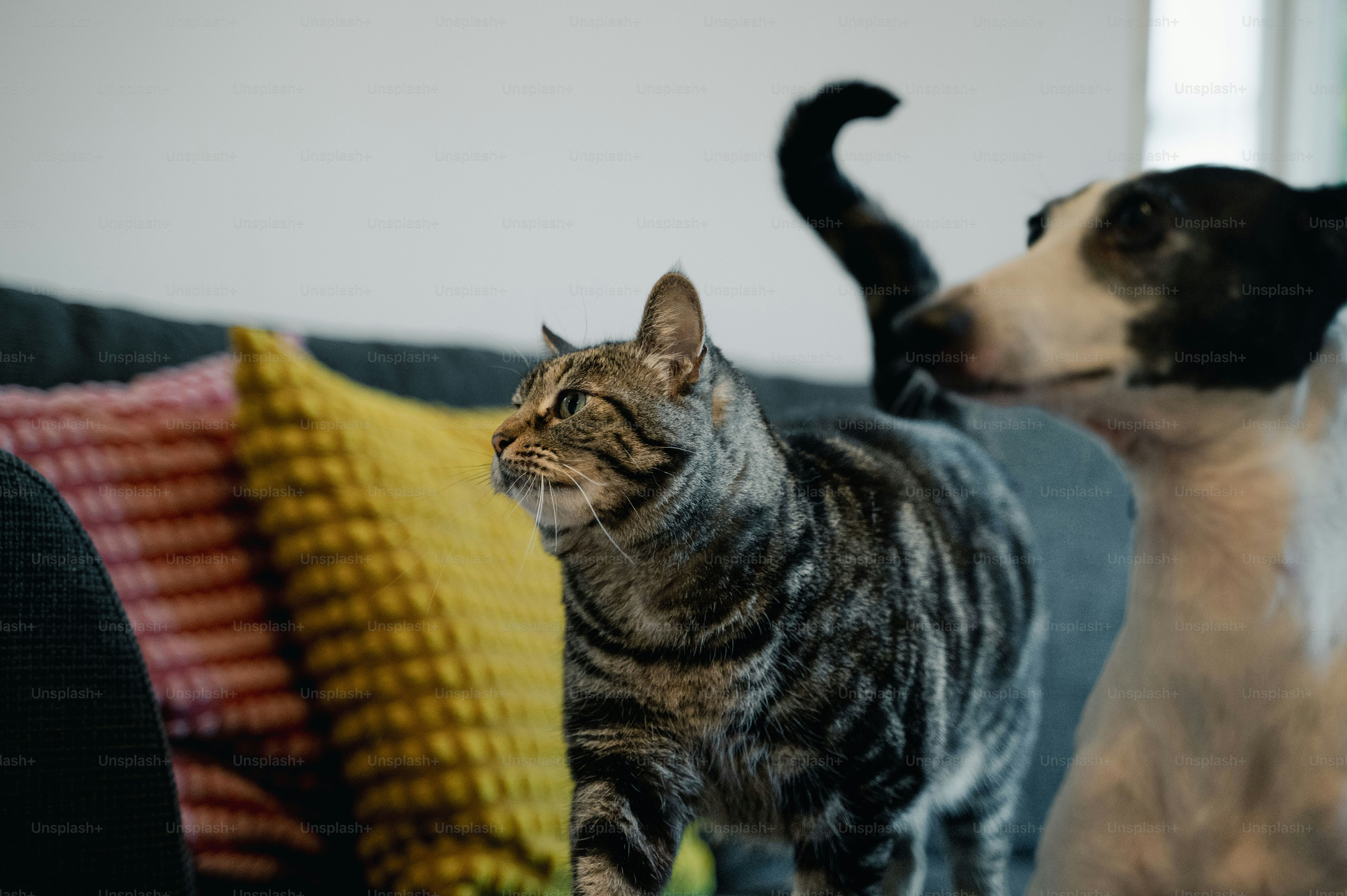 premium_photo-1729111977995-b80b6a59c2eb