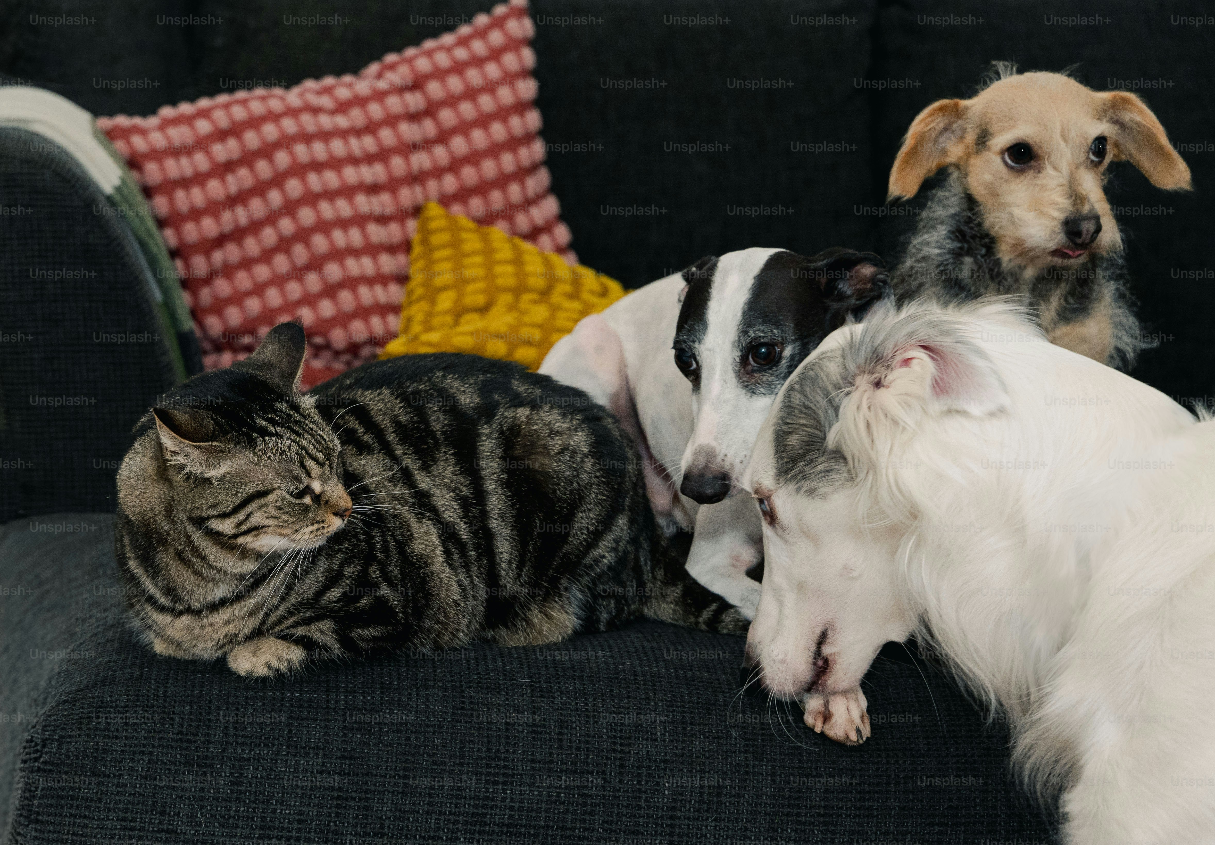 Ein Hund und eine Katze sitzen auf einer Couch