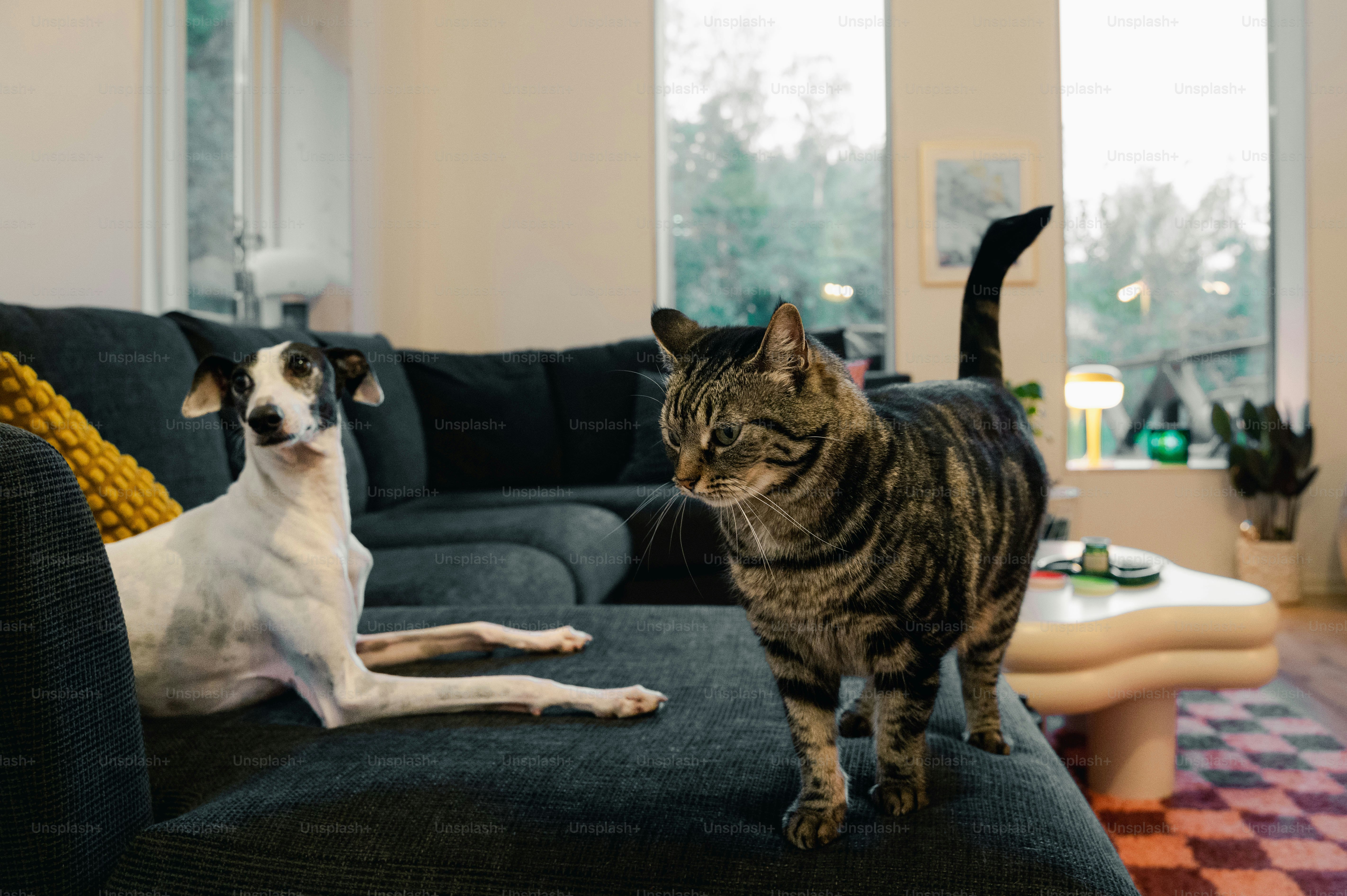 A dog and a cat sitting on a couch in a living room