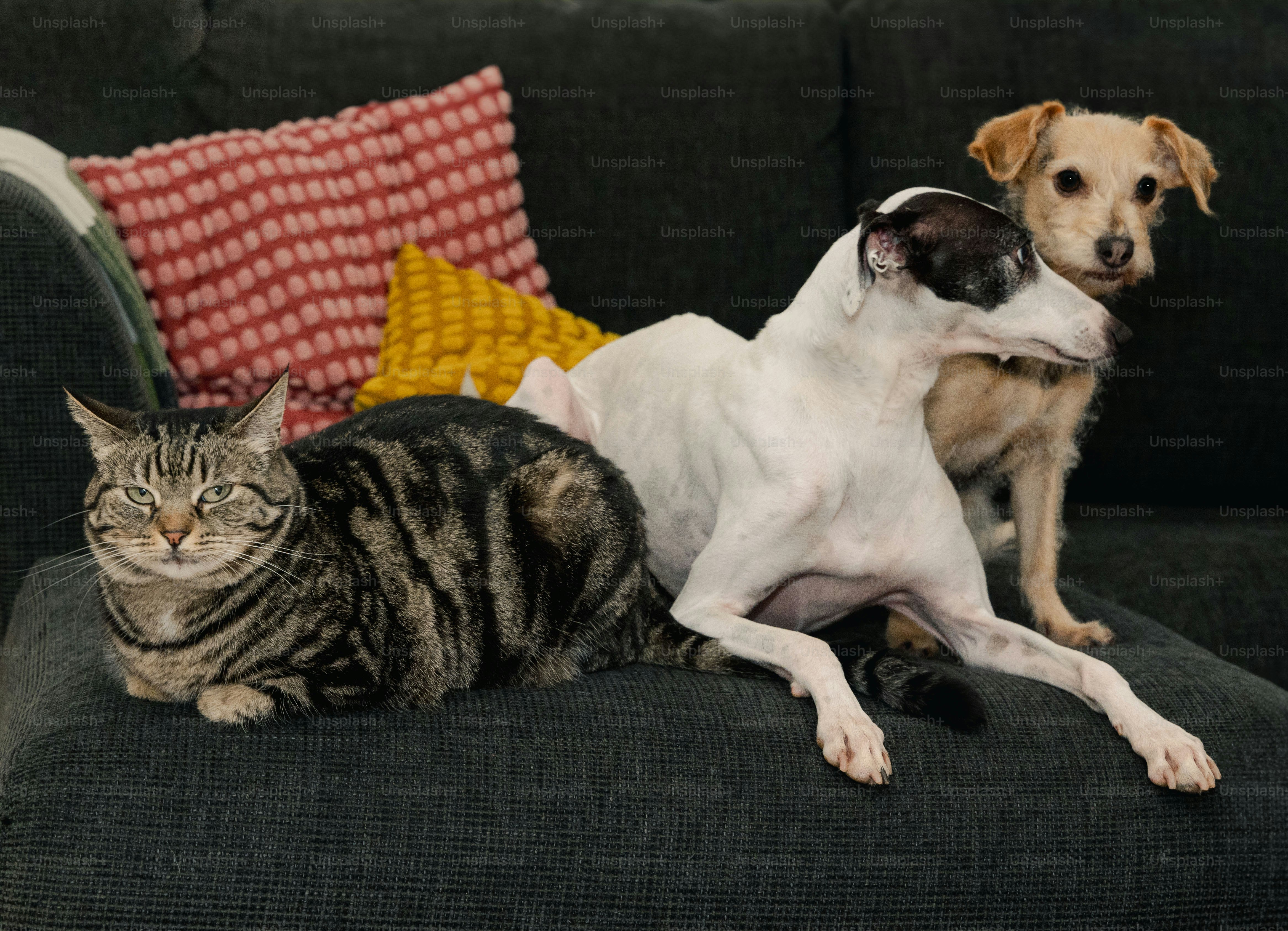 A dog and a cat sitting on a couch photo Cat Image on Unsplash