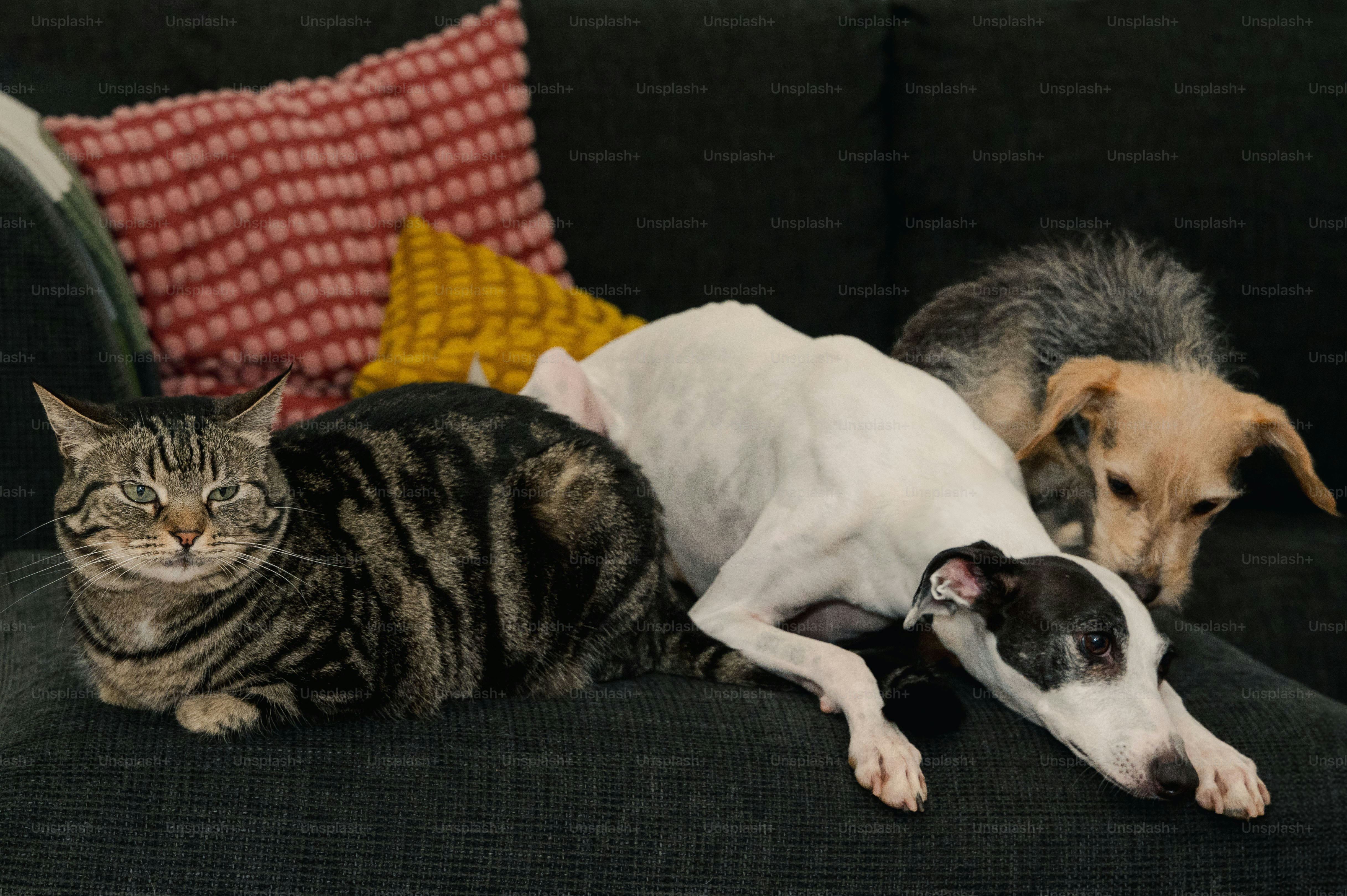 A dog and a cat laying on a couch