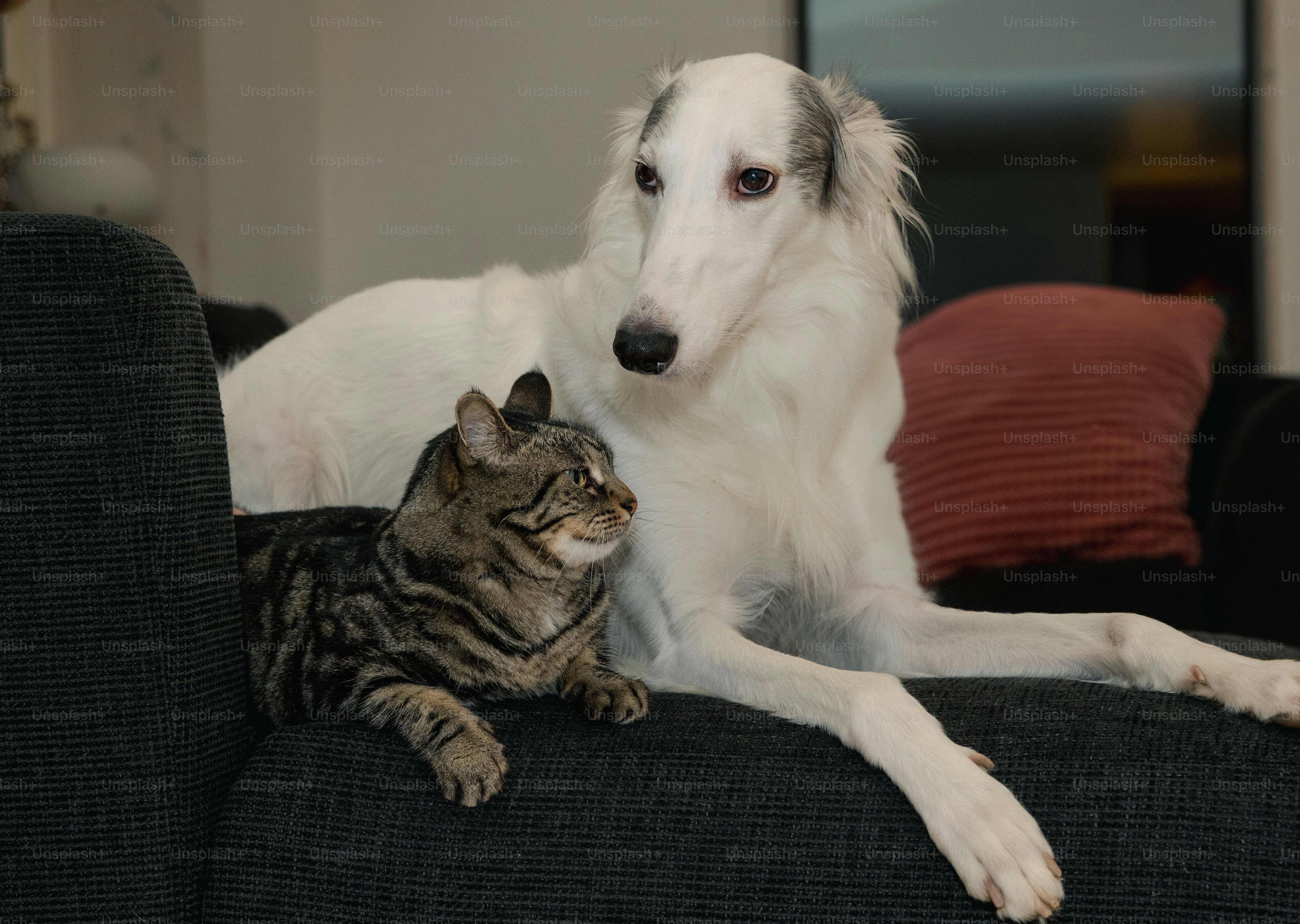 Un cane e un gatto seduti su un divano