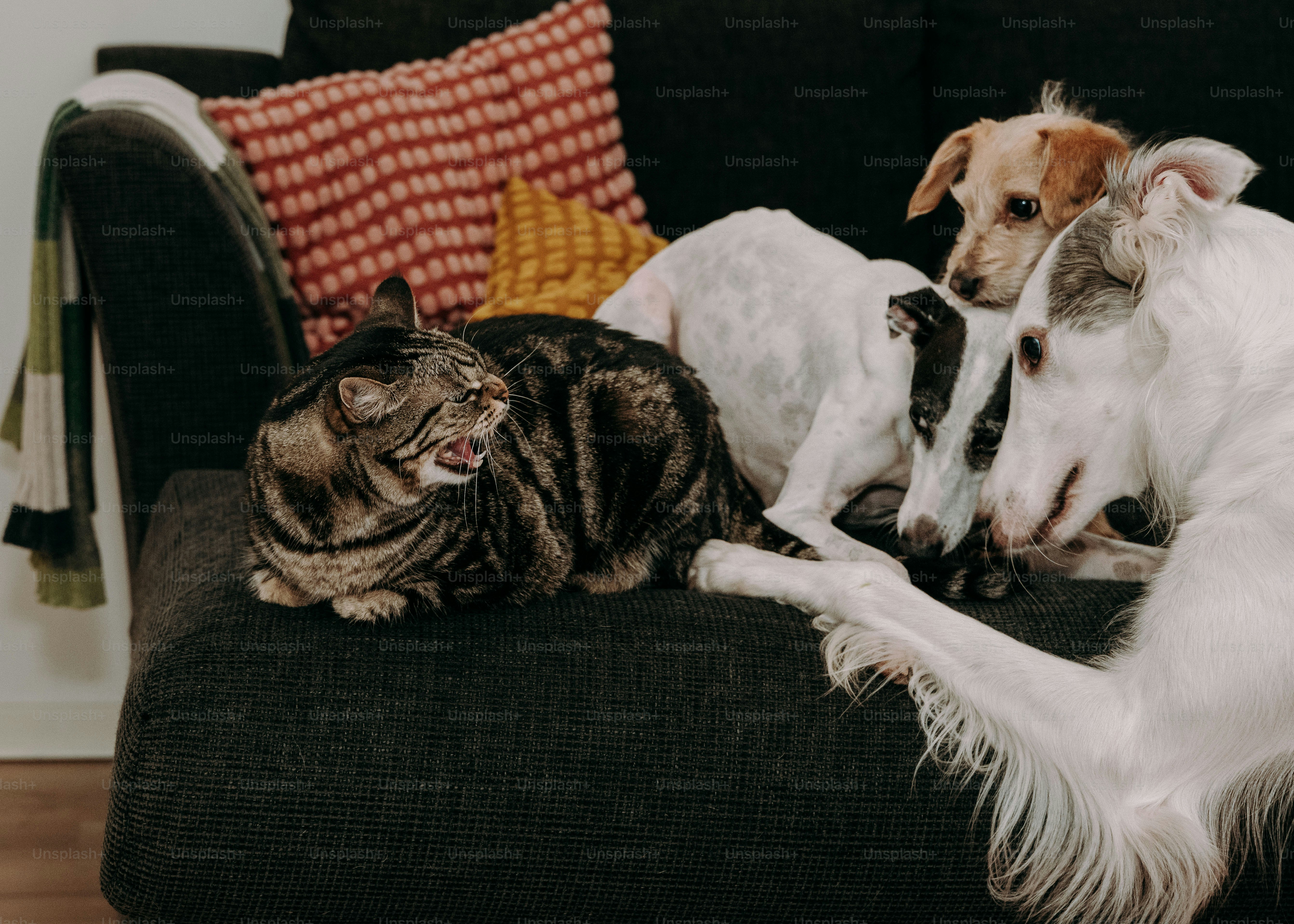 Zwei Hunde und eine Katze sitzen auf einer Couch