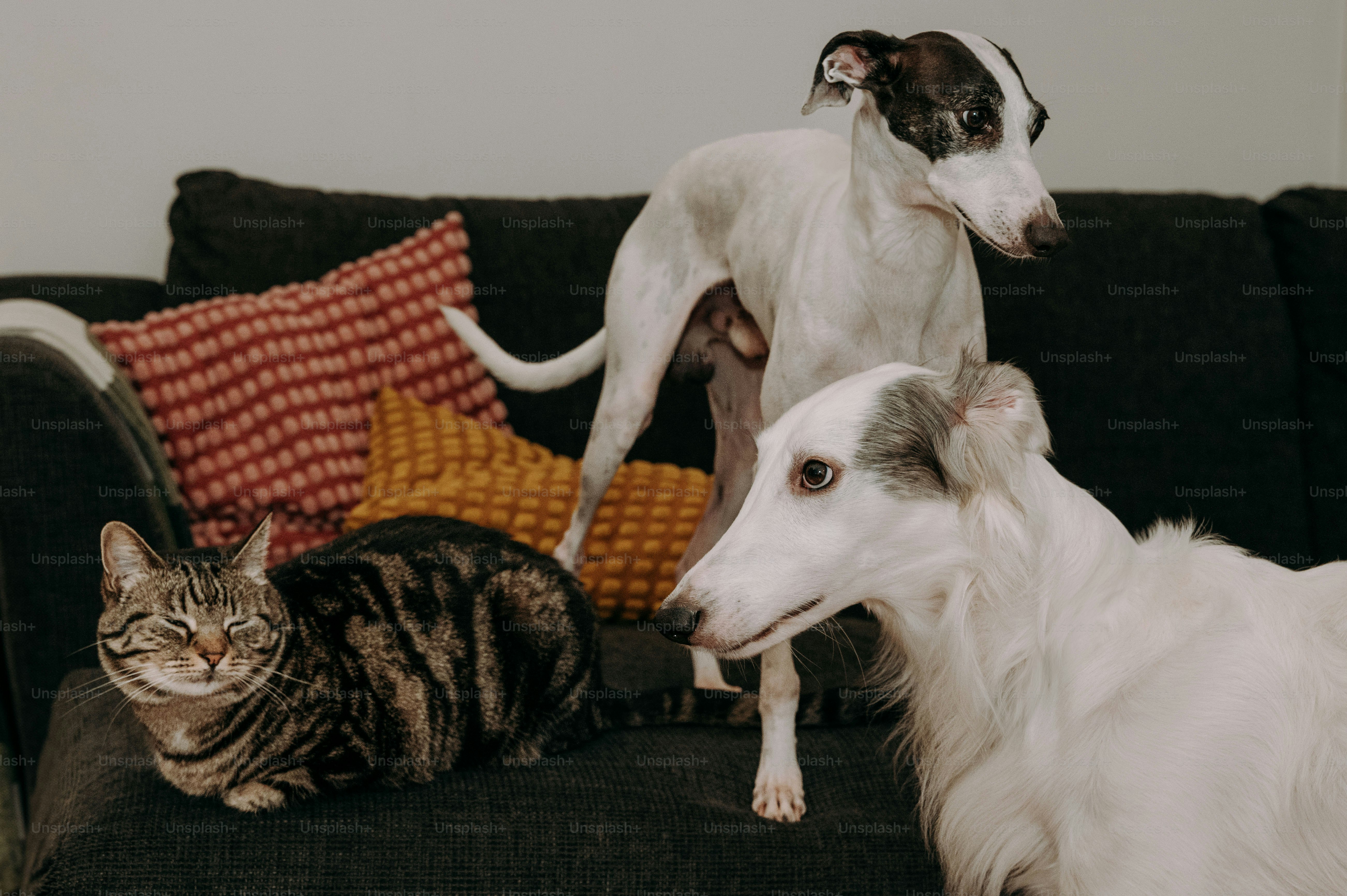 Zwei Hunde und eine Katze sitzen auf einer Couch