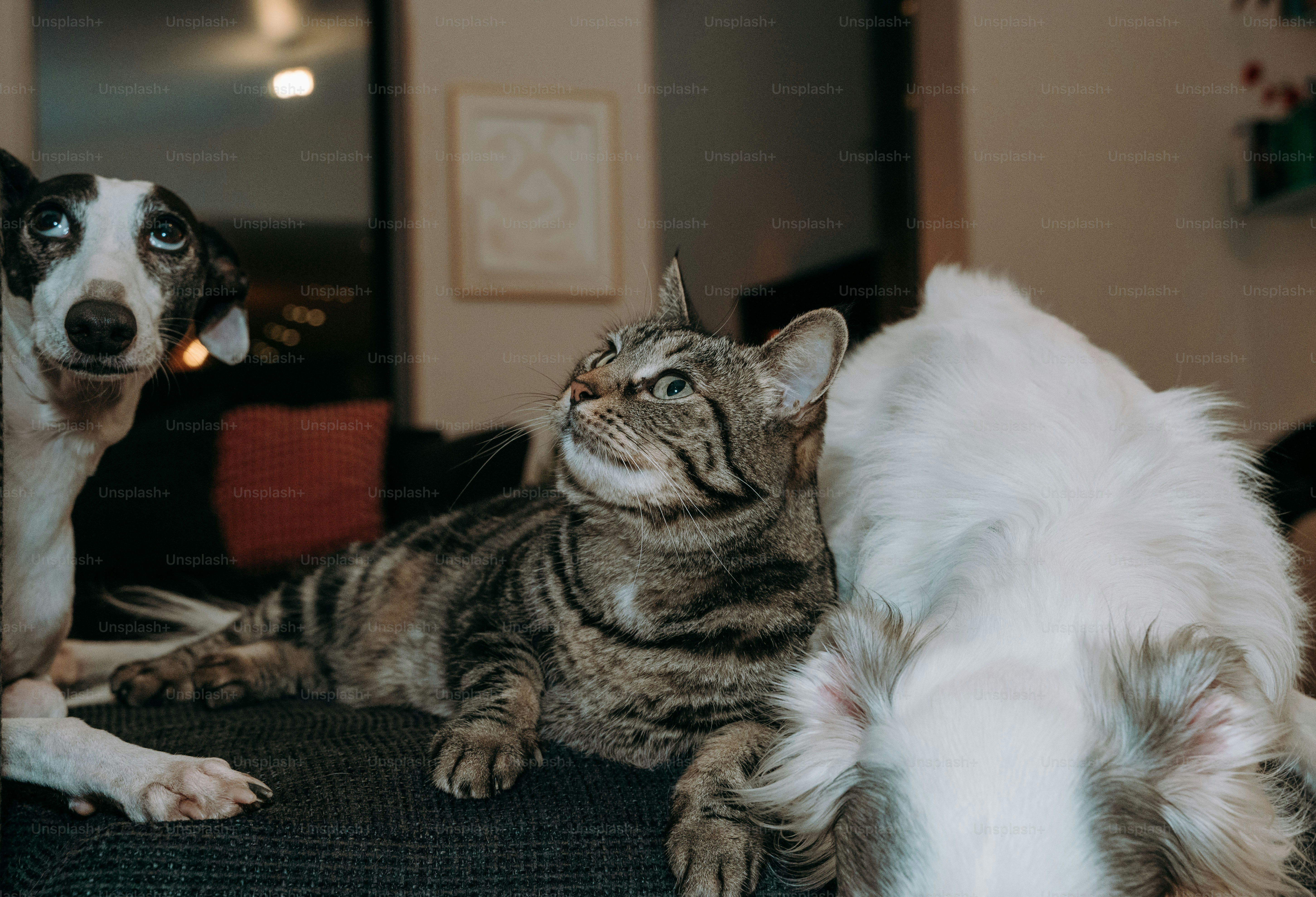 Ein Hund und eine Katze sitzen auf einer Couch