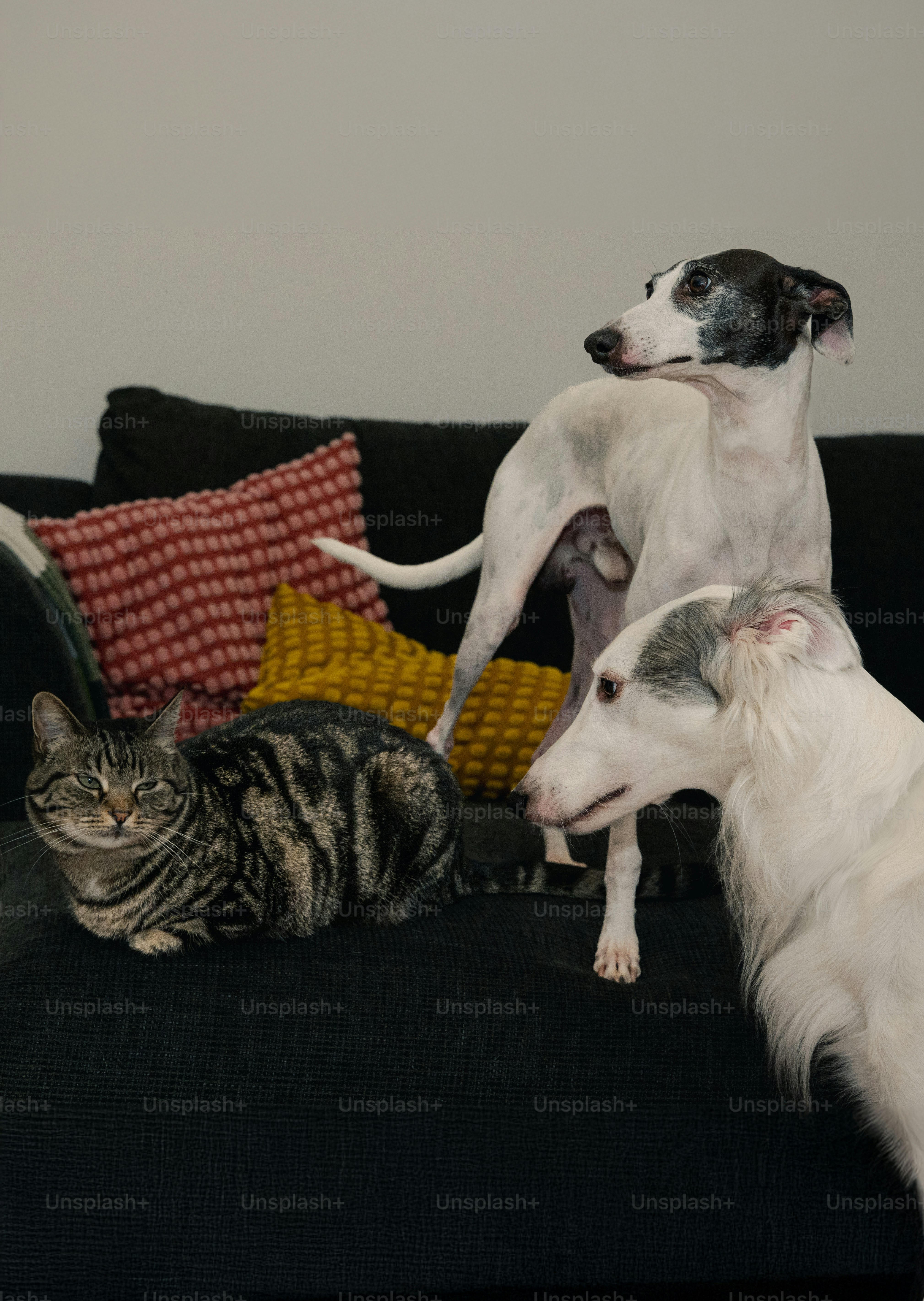 Zwei Hunde und eine Katze auf einer Couch