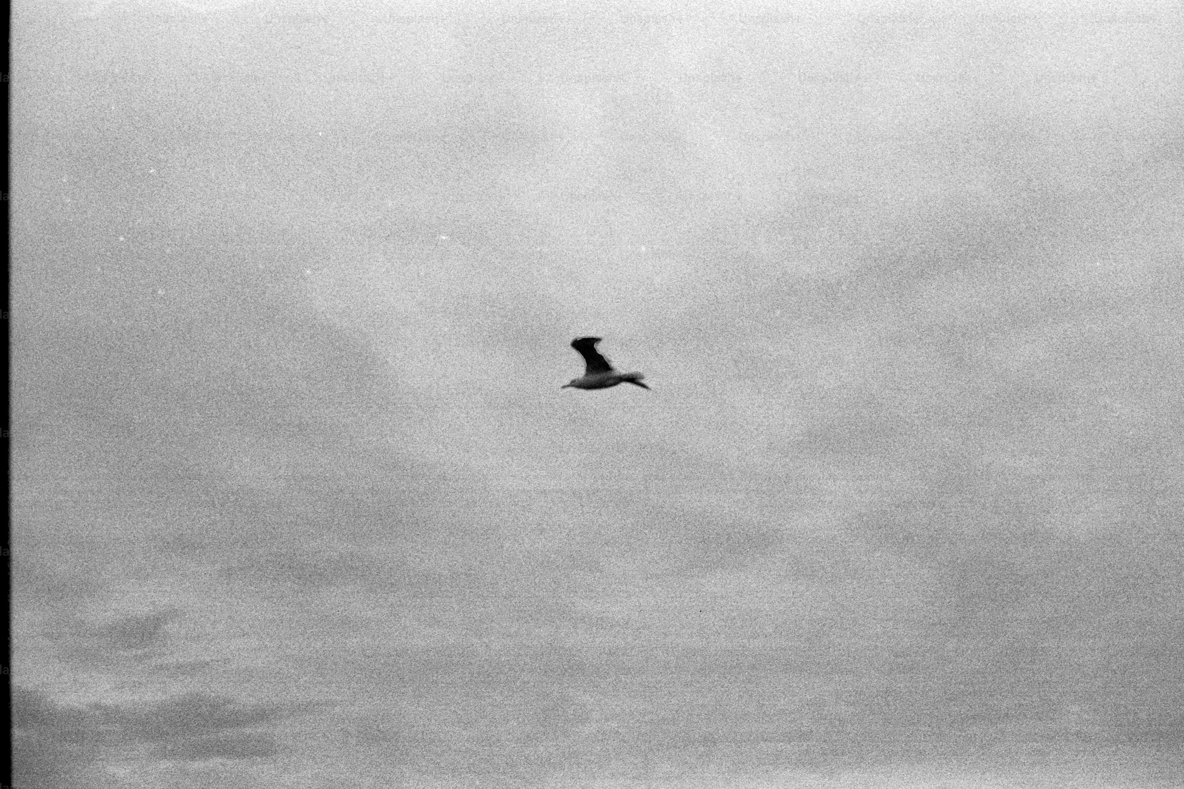 空を飛ぶ鳥の白黒写真