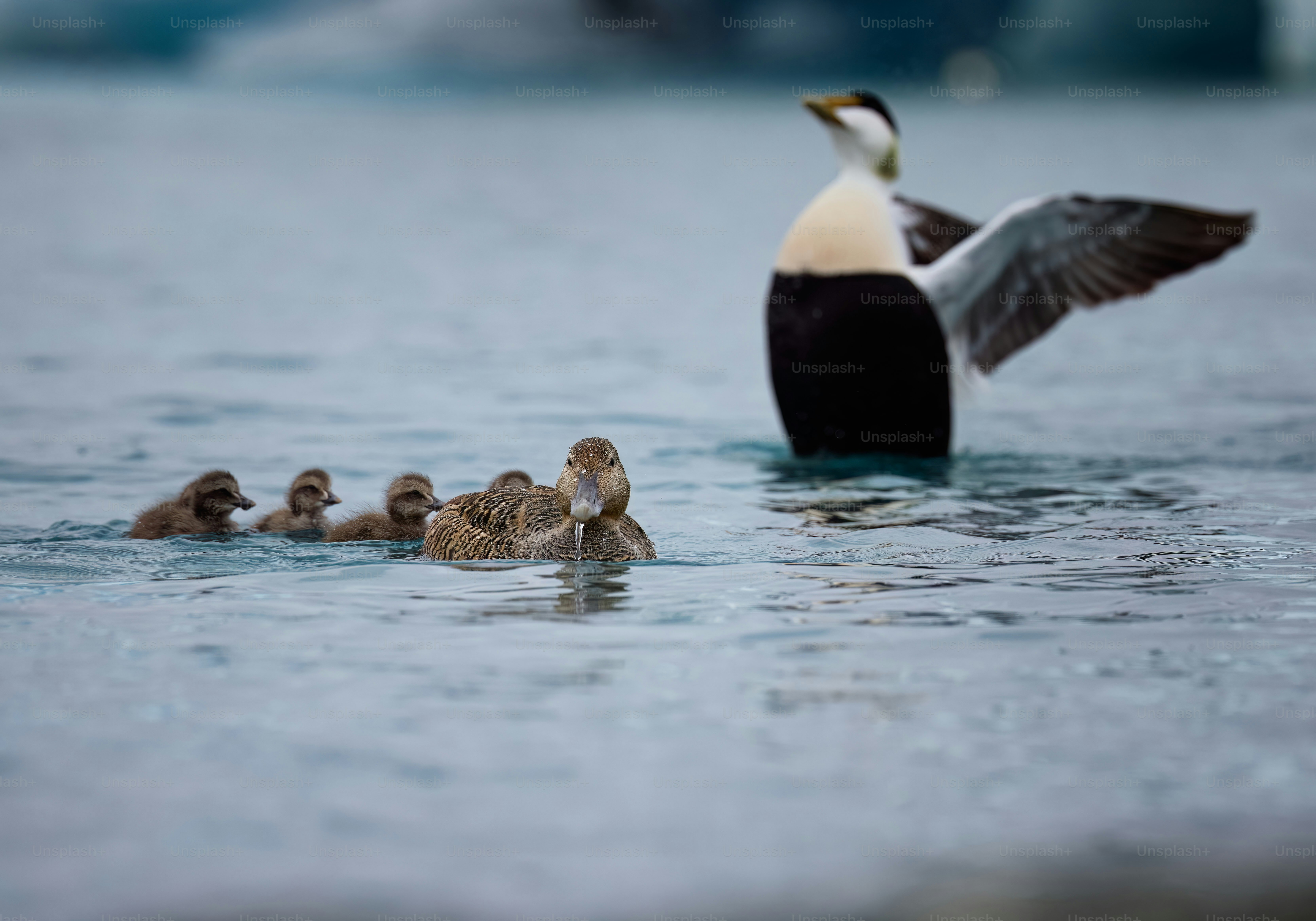 A mother duck with her ducklings in the water