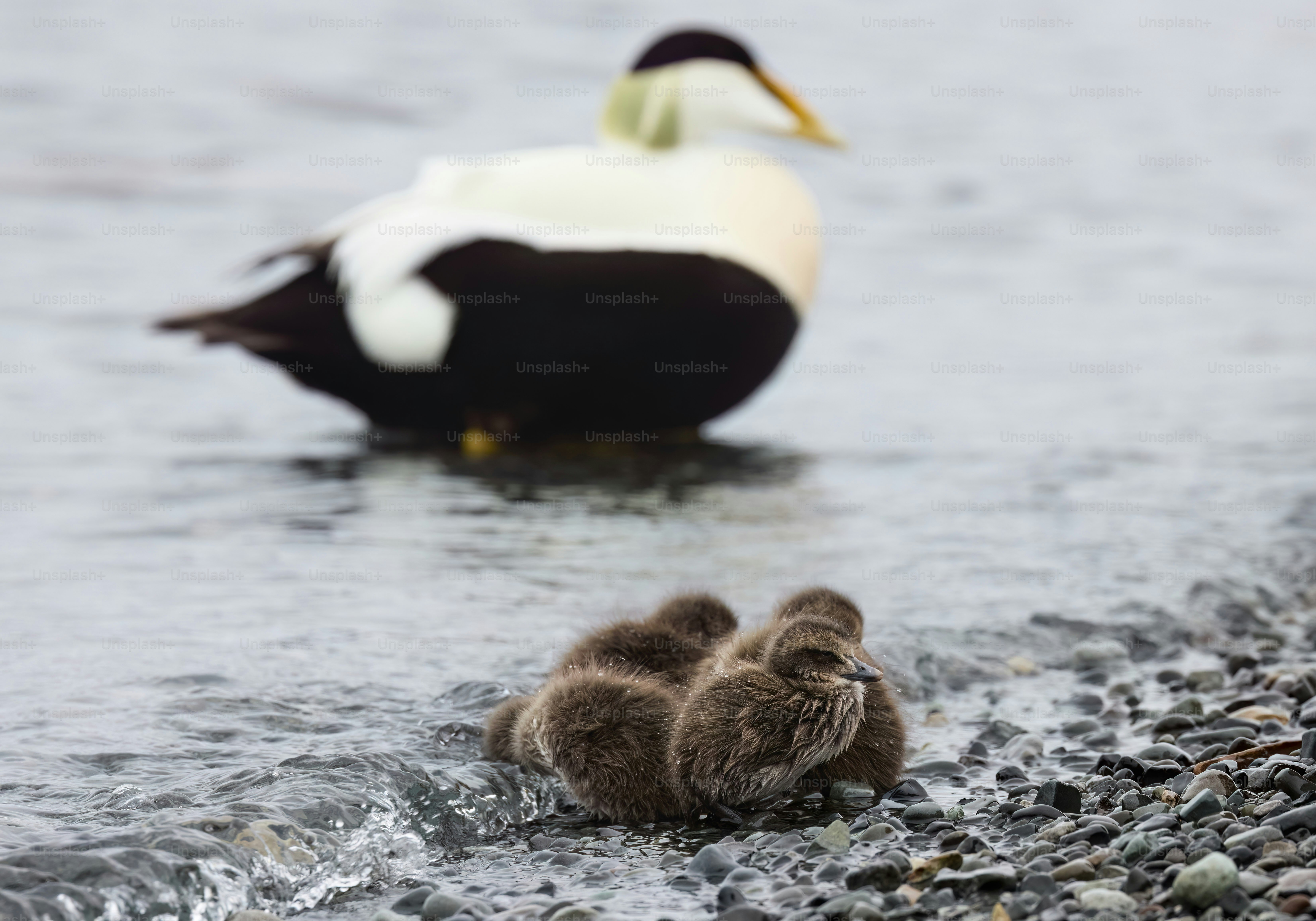 A duck and two ducklings are in the water