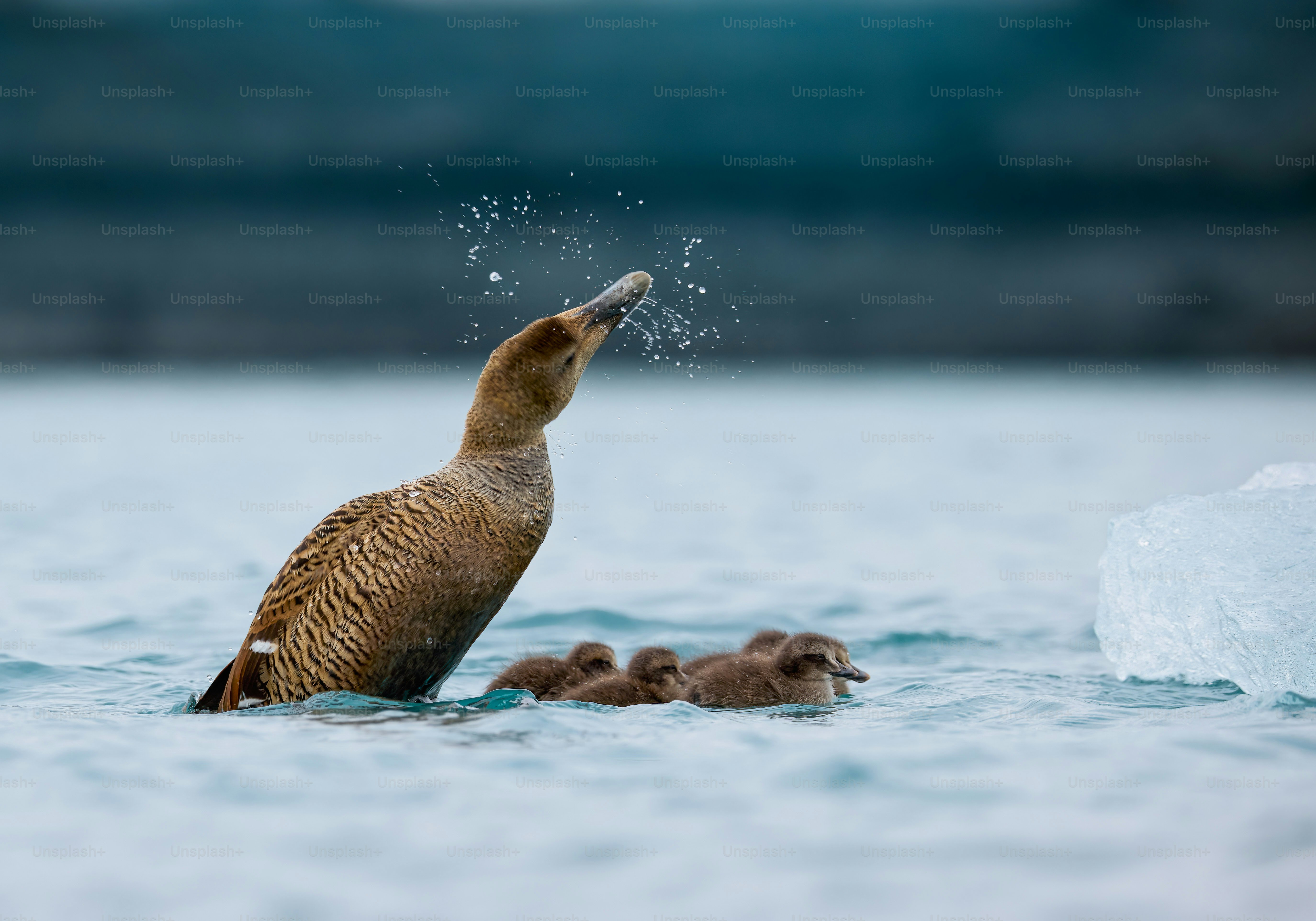 A bird is sitting on a rock in the water