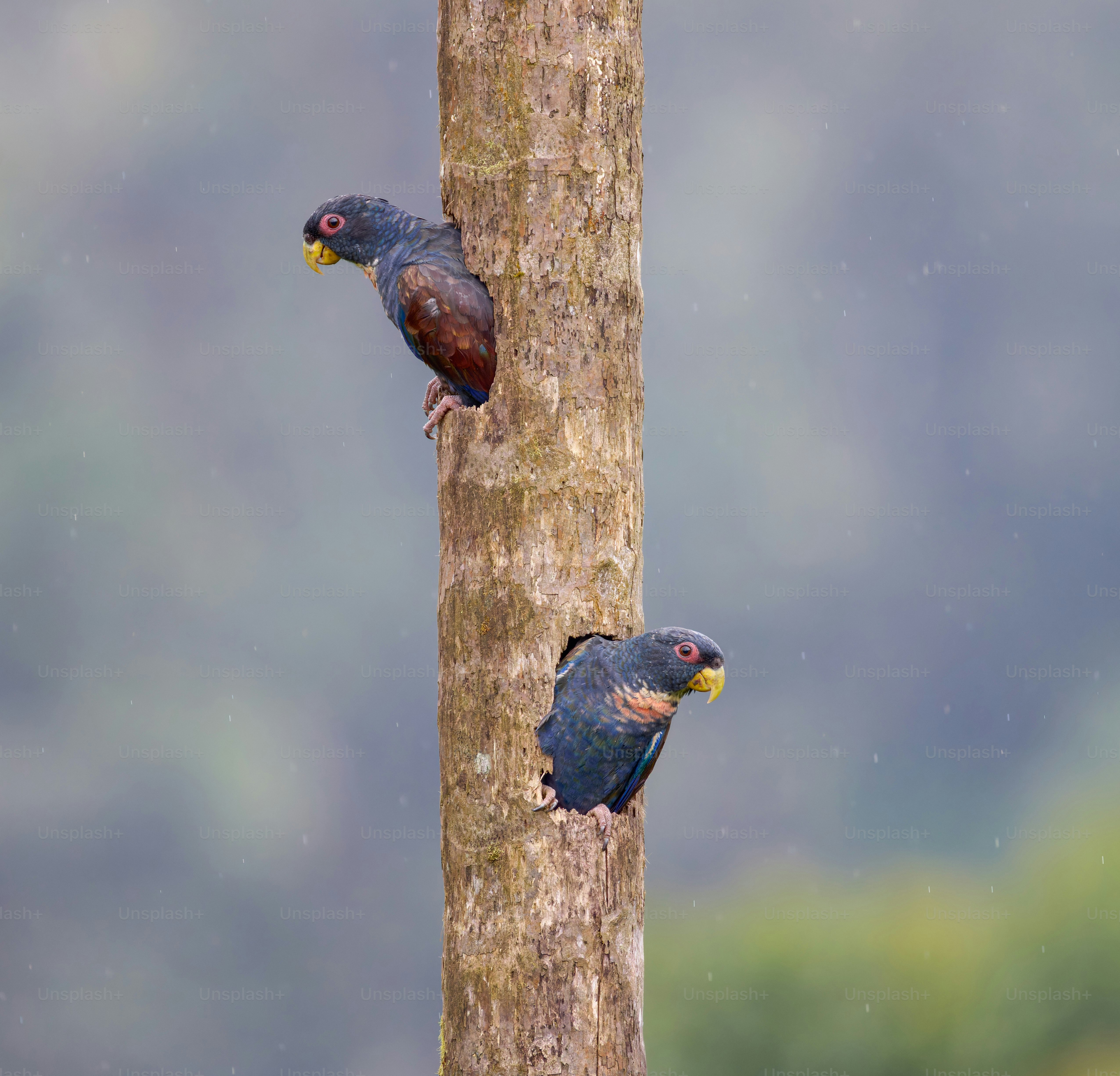 A group of birds perched on top of a tree