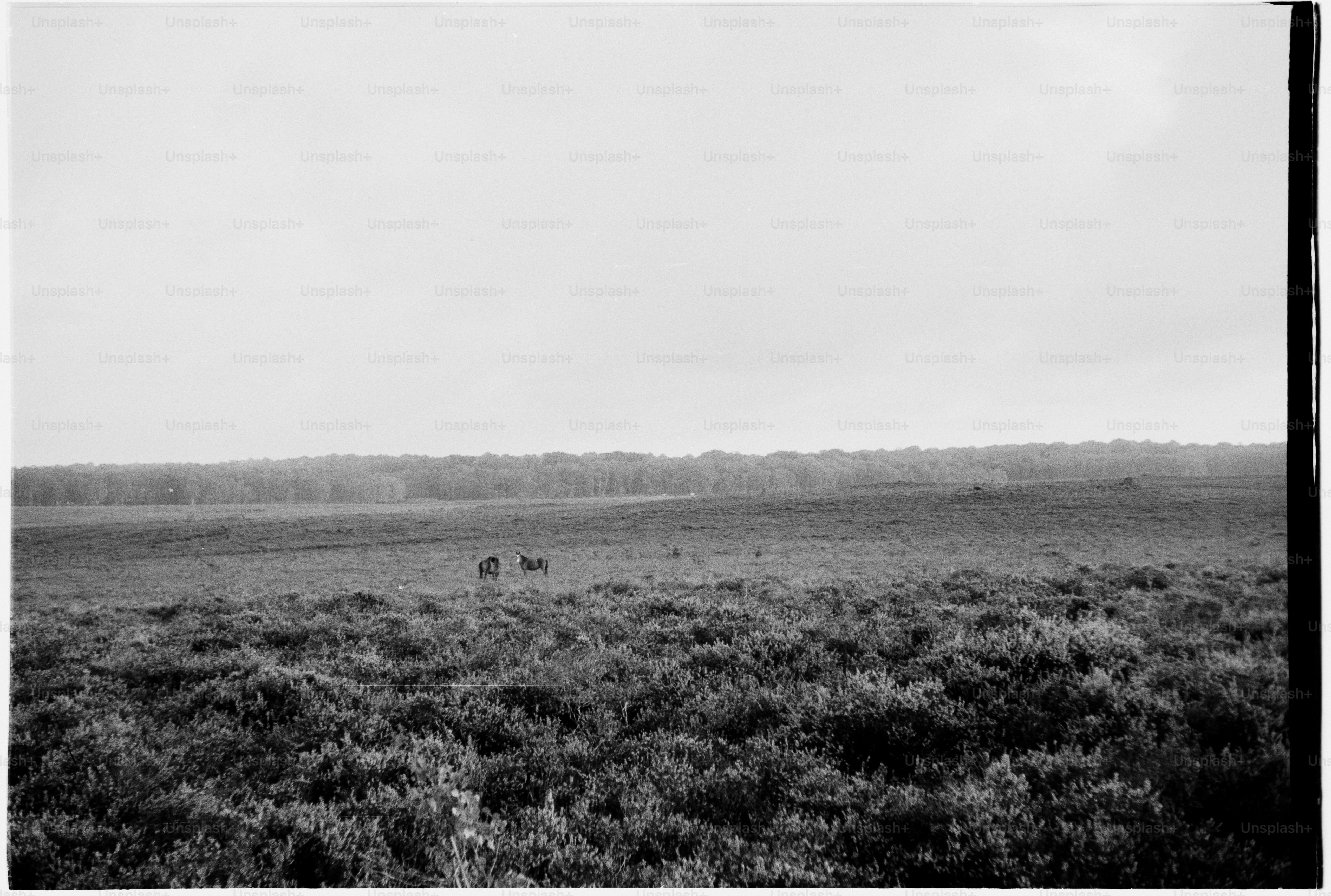 A black and white photo of a field