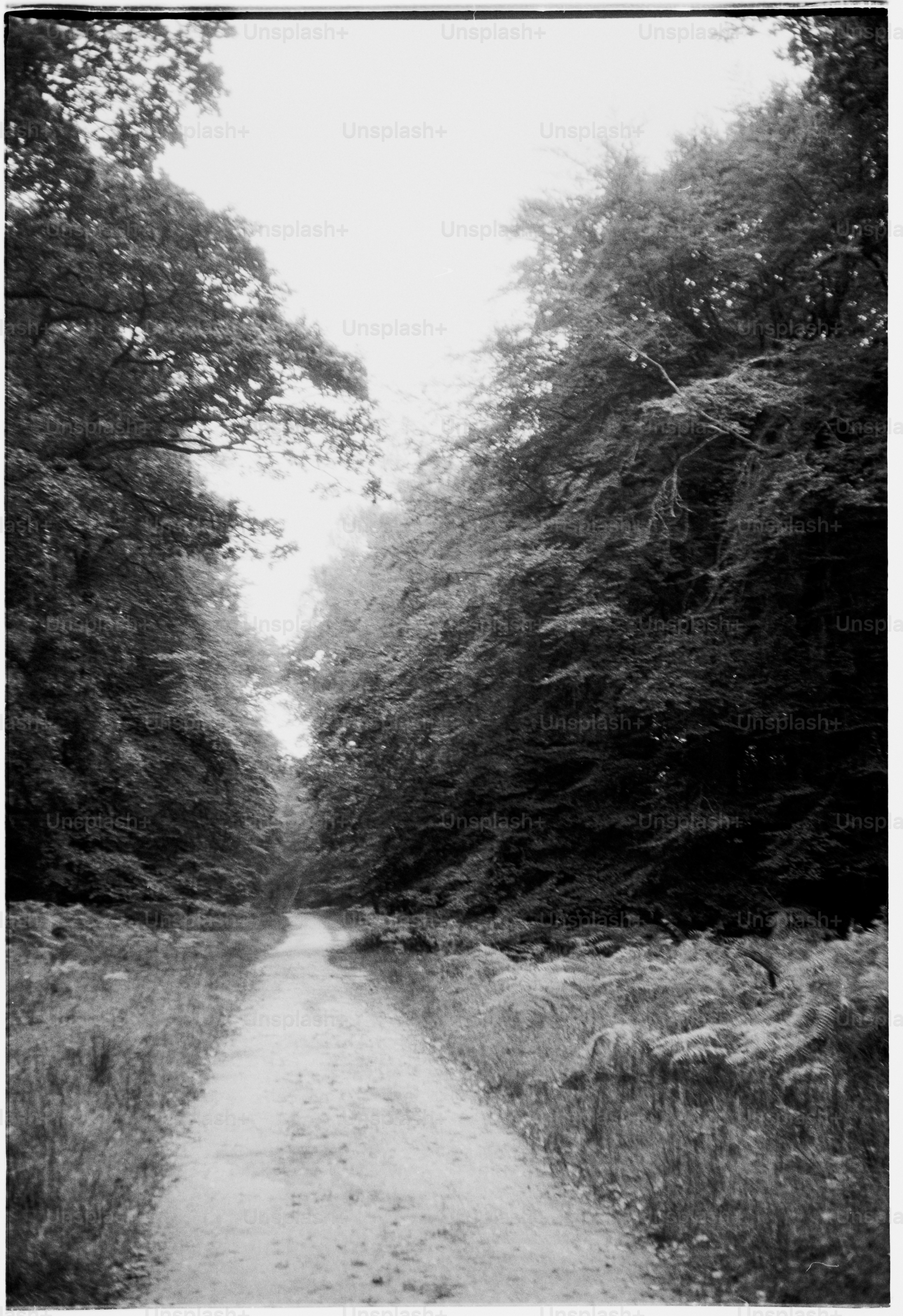 A black and white photo of a dirt road