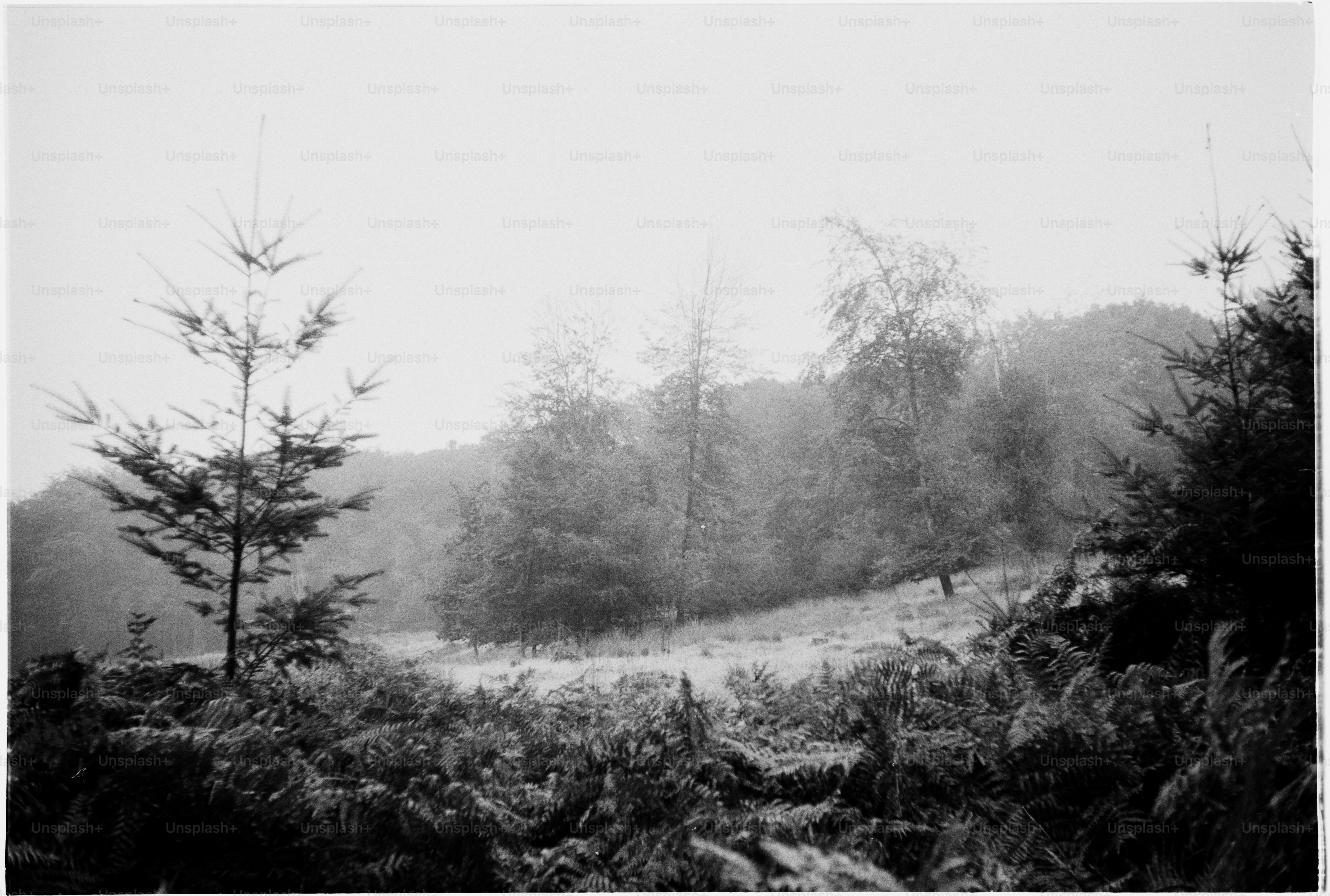Ein Schwarz-Weiß-Foto eines Waldes