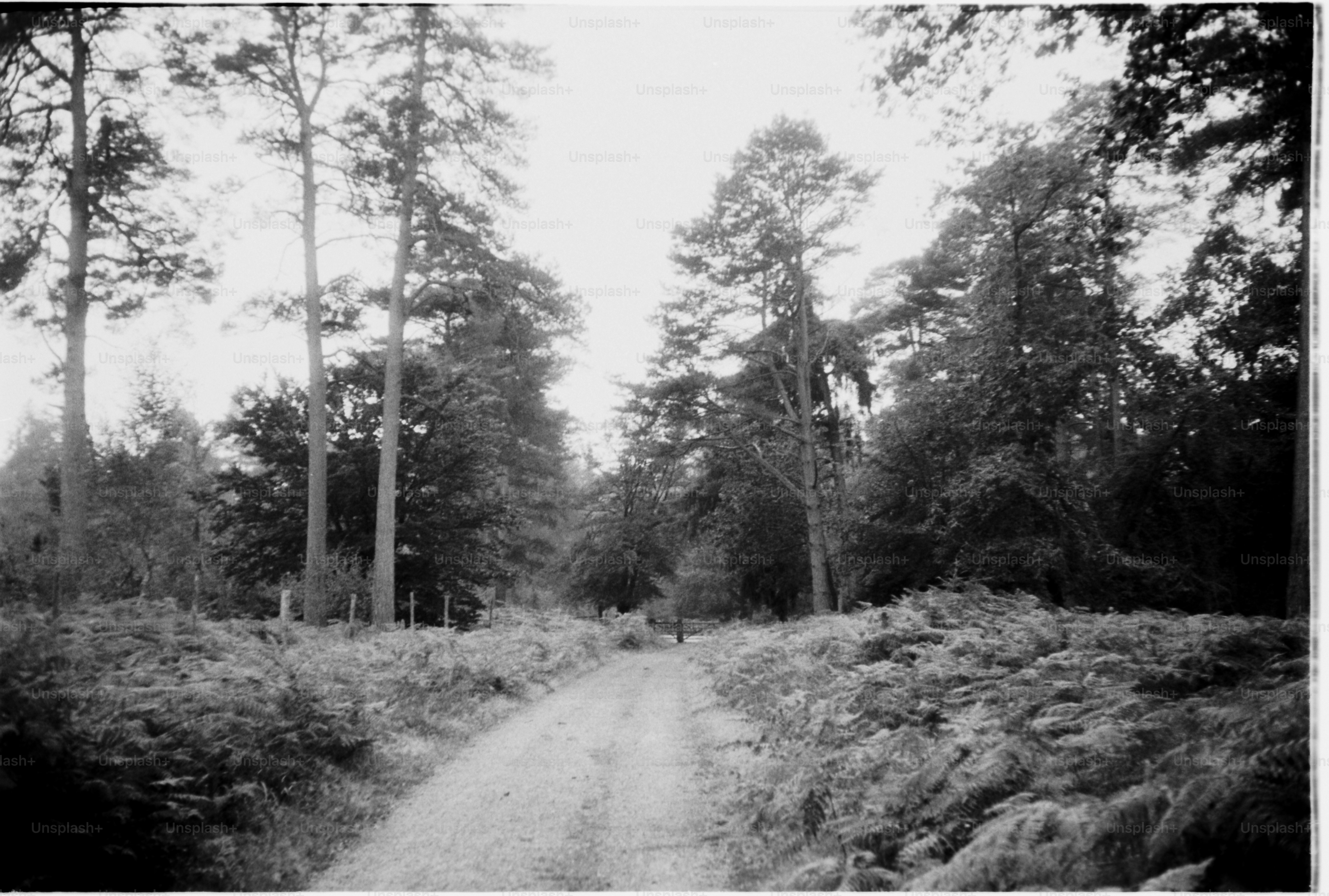 A black and white photo of a path in the woods