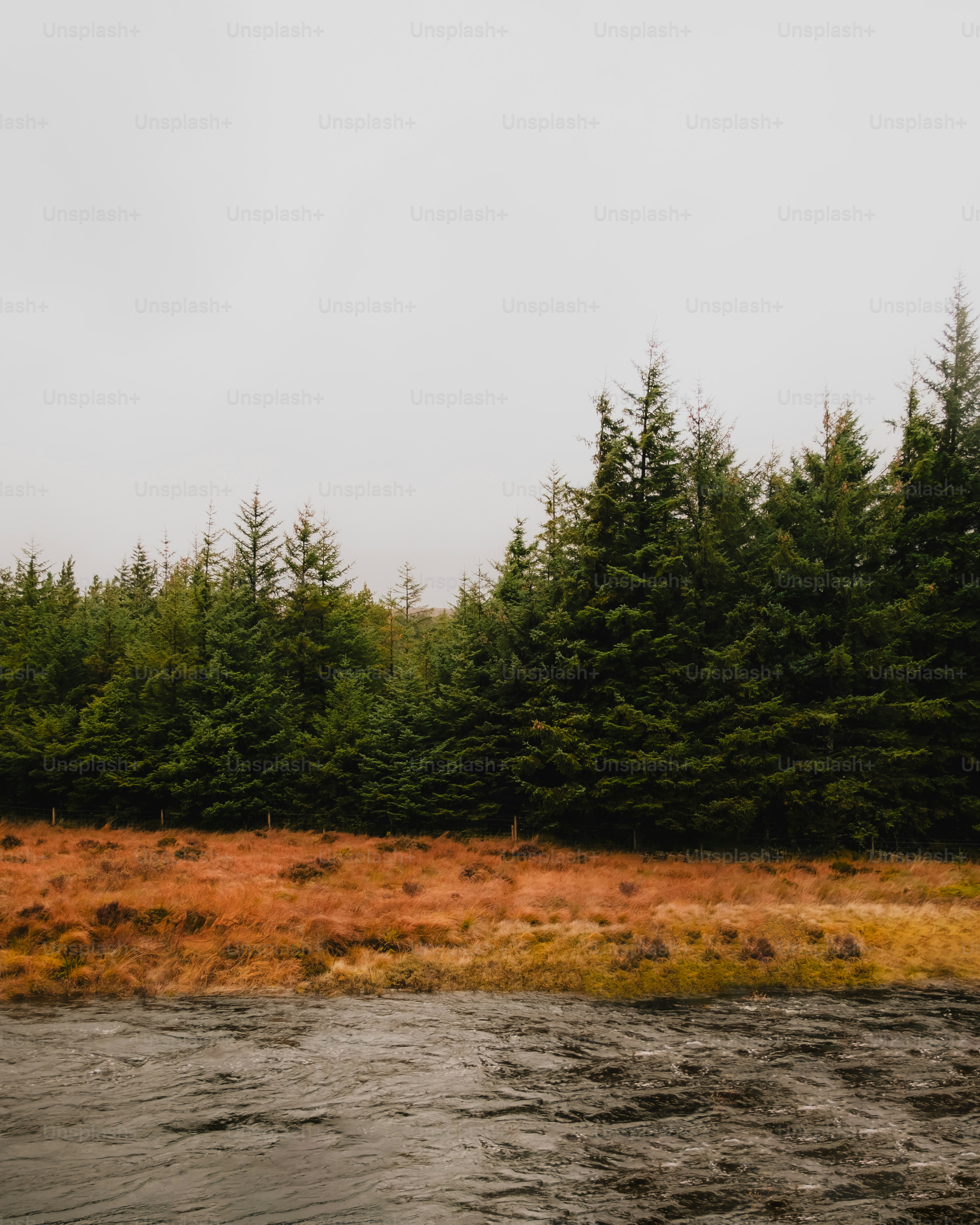 A river running through a forest filled with lots of trees photo ...
