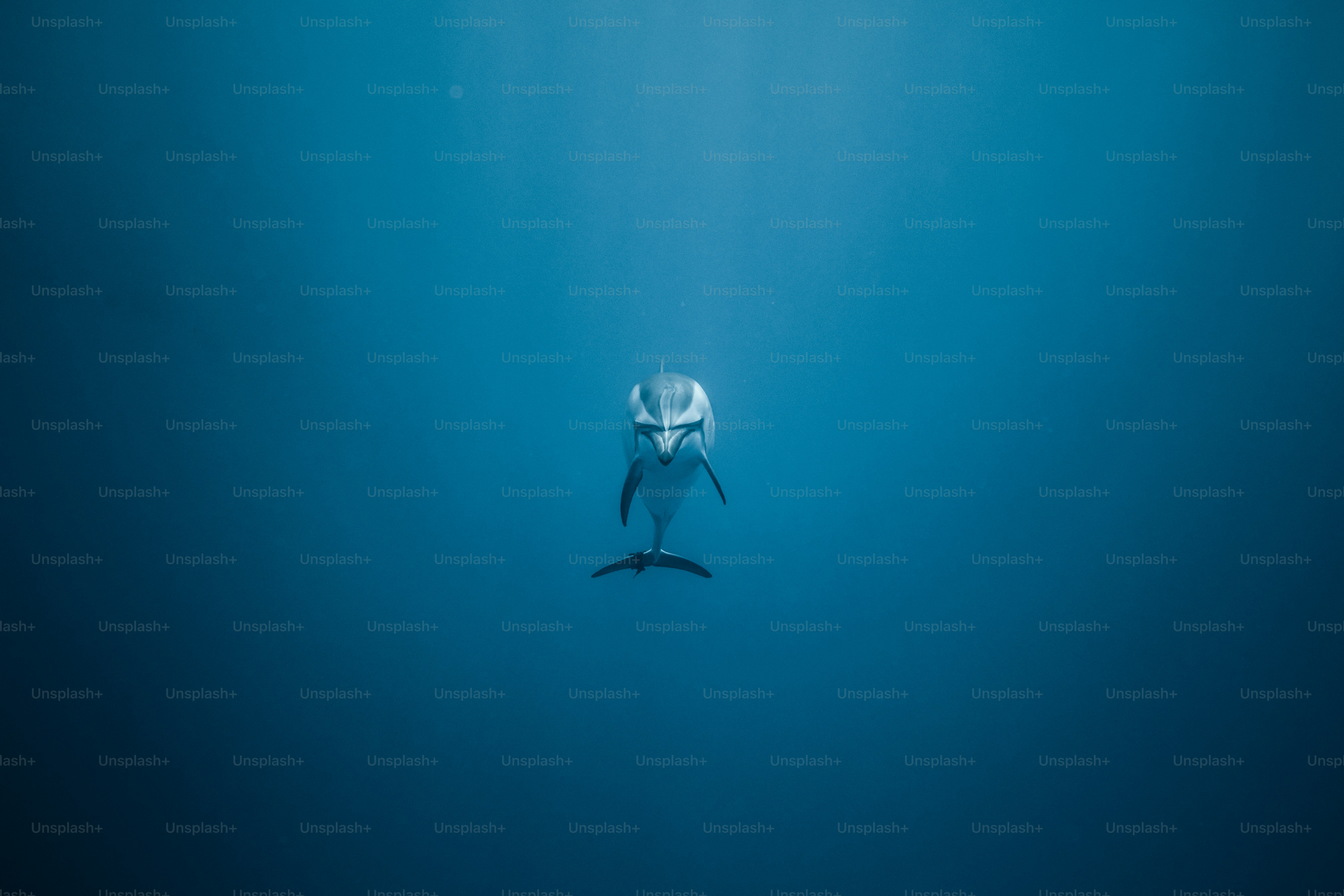 A person on a surfboard in the water