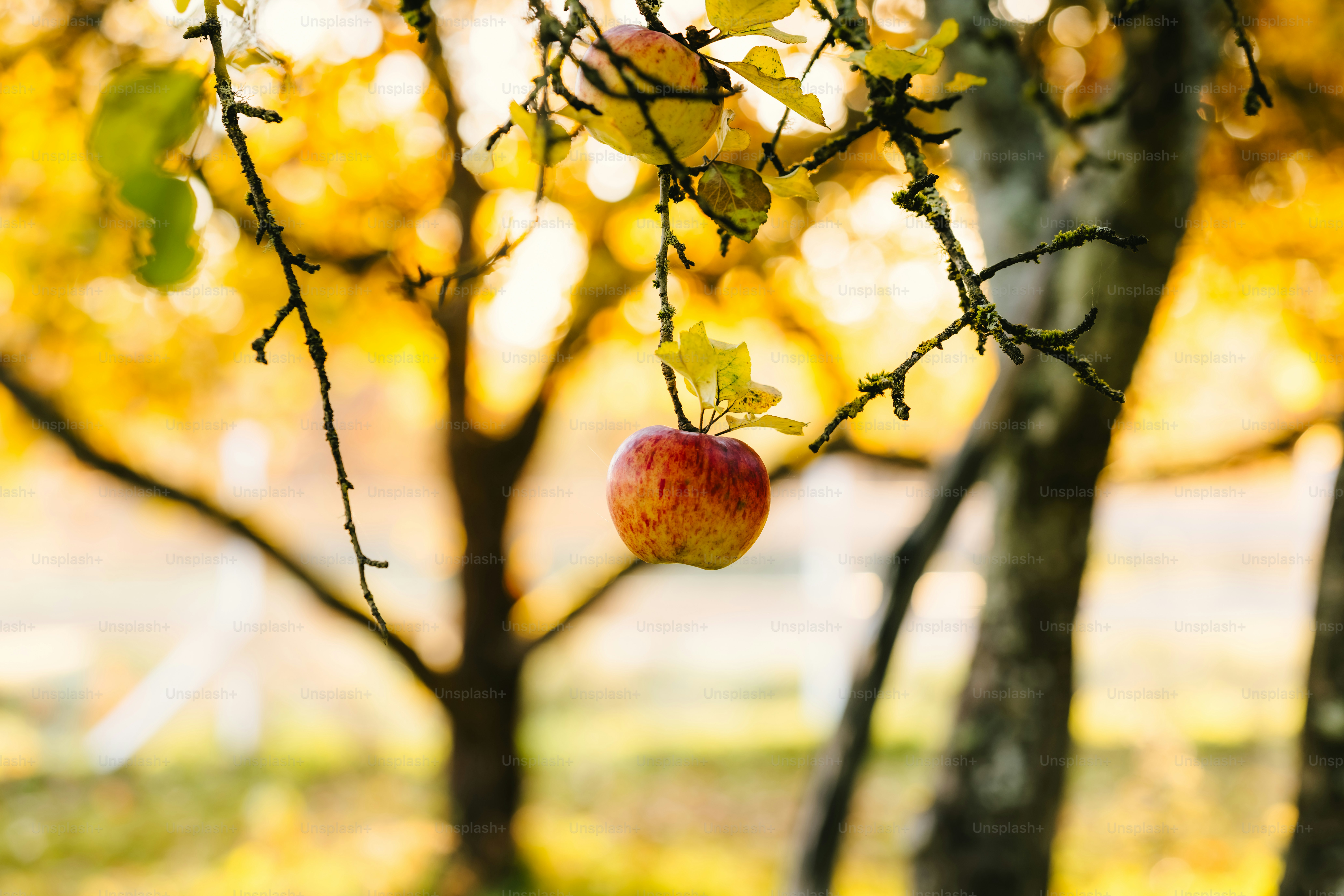 Ein Apfelbaum mit zwei Äpfeln, die von den Ästen hängen