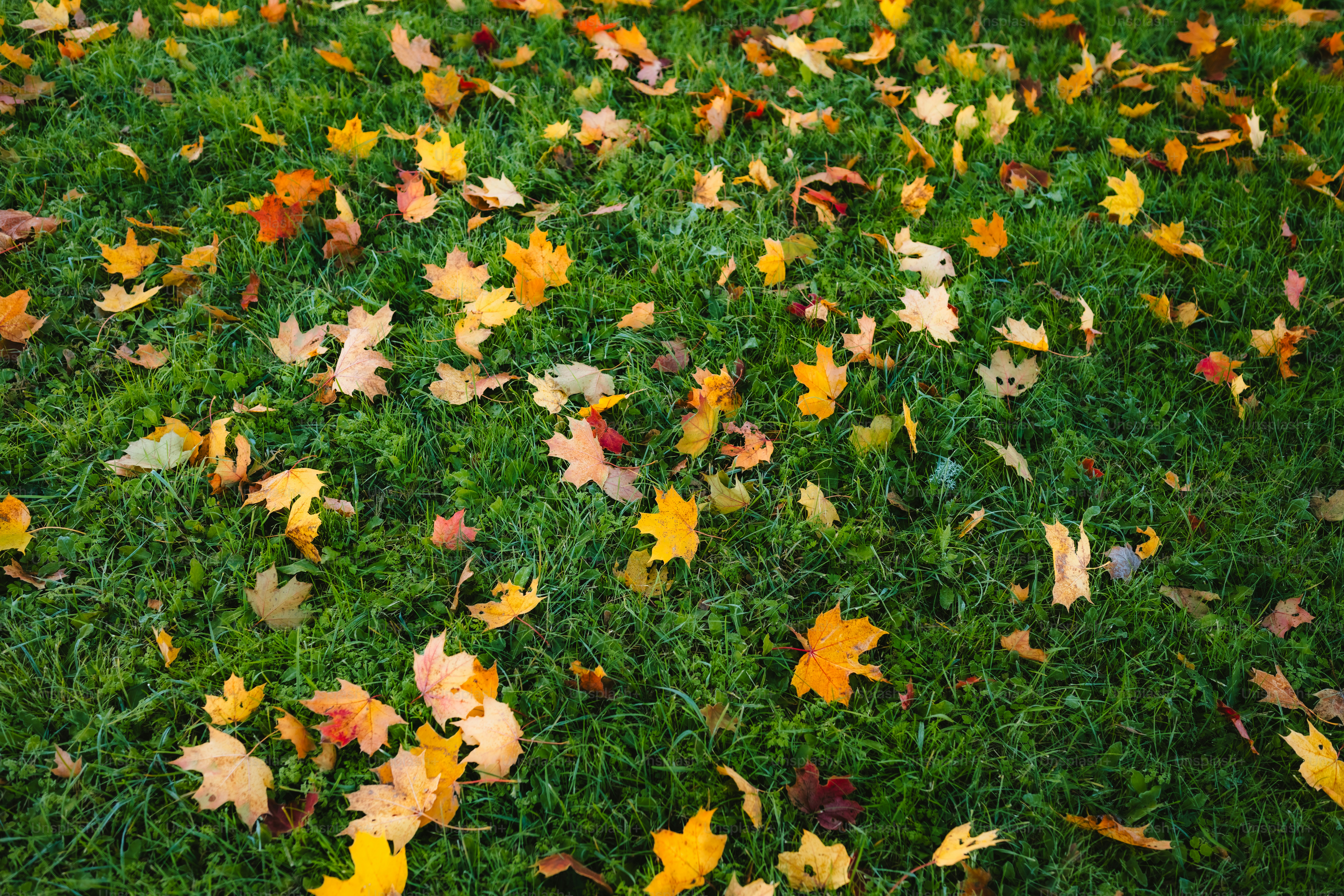 A bunch of leaves that are laying on the ground