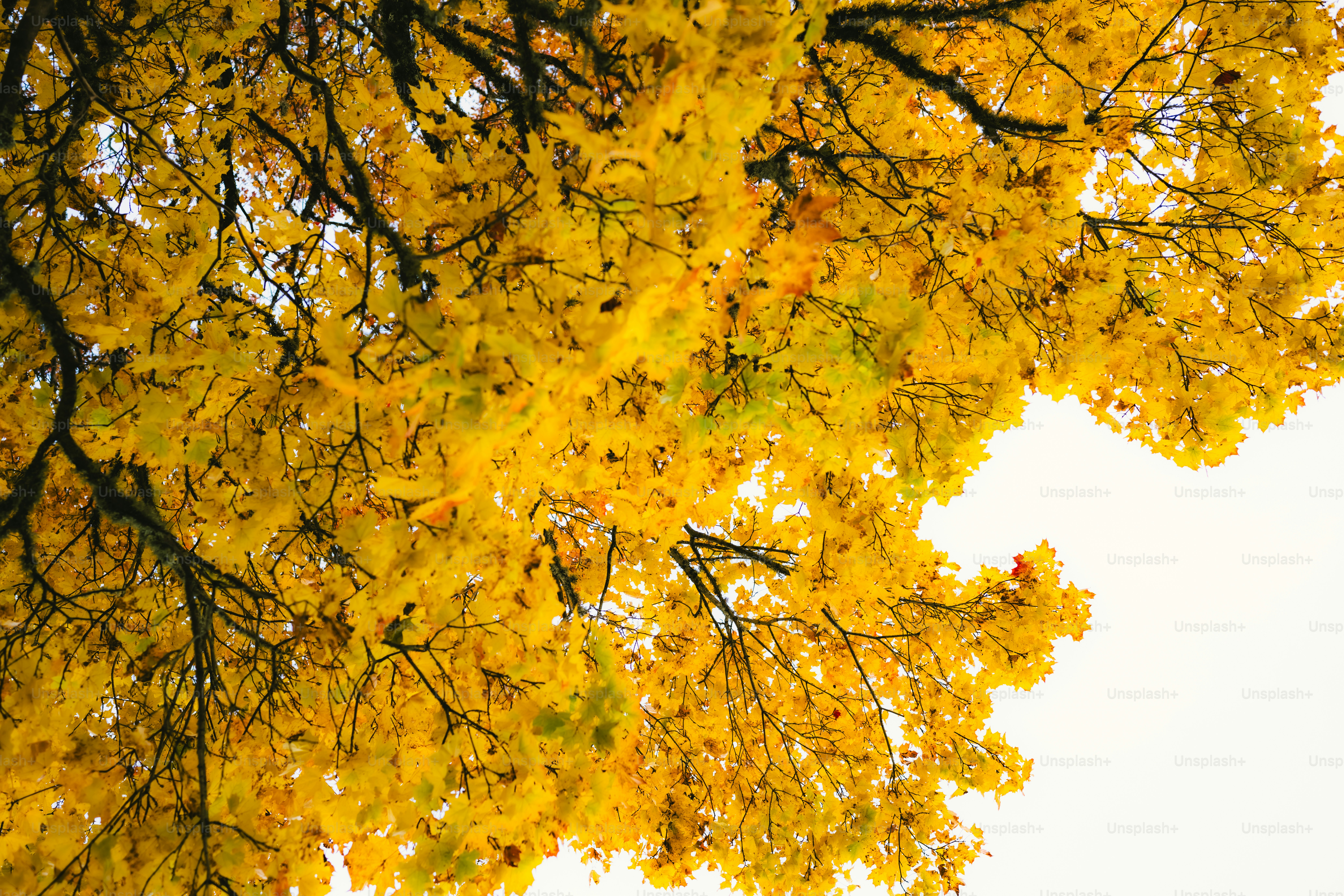 Ein Baum mit gelben Blättern und einem weißen Himmel im Hintergrund