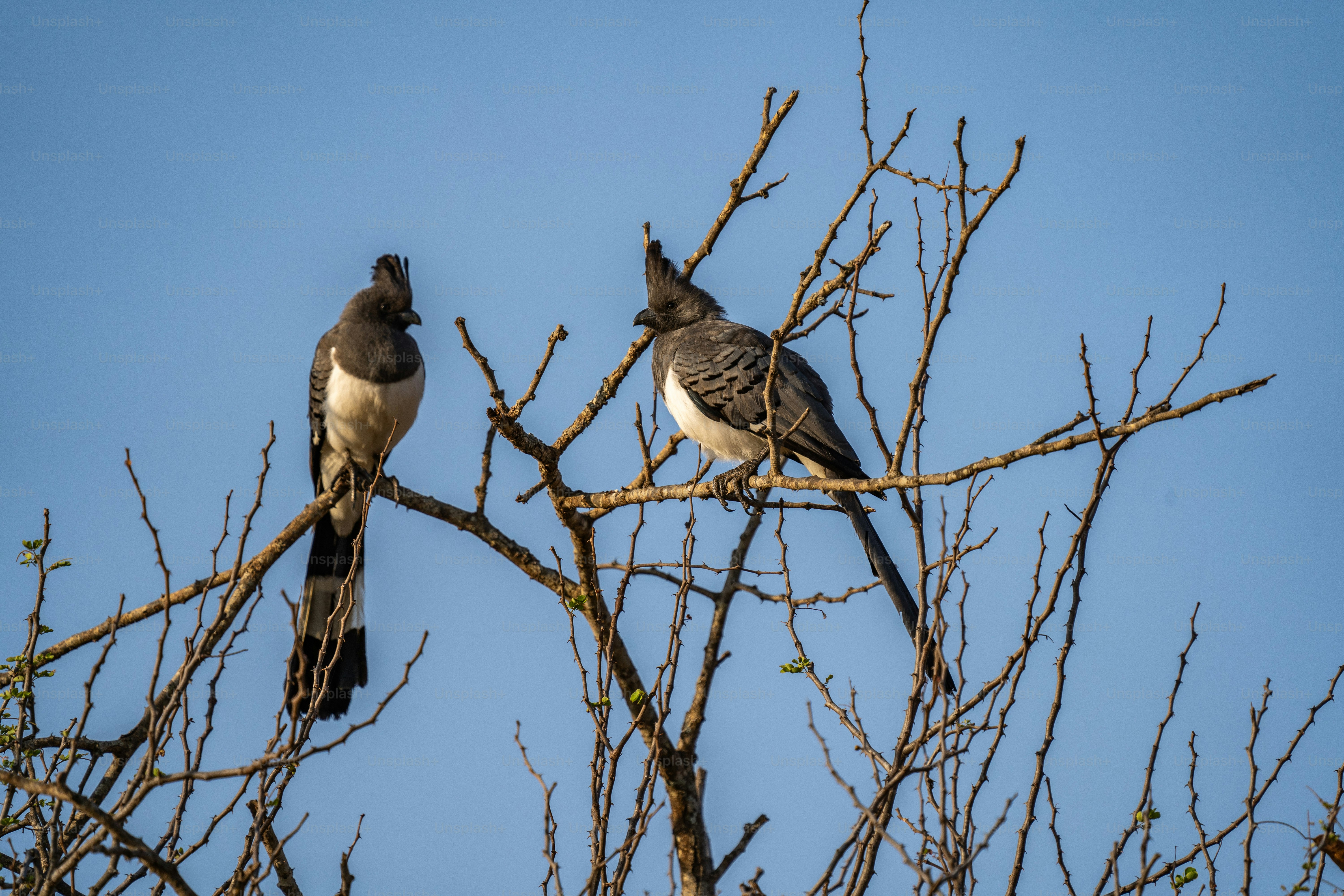 Two birds are perched on a tree branch photo – Animals Image on Unsplash