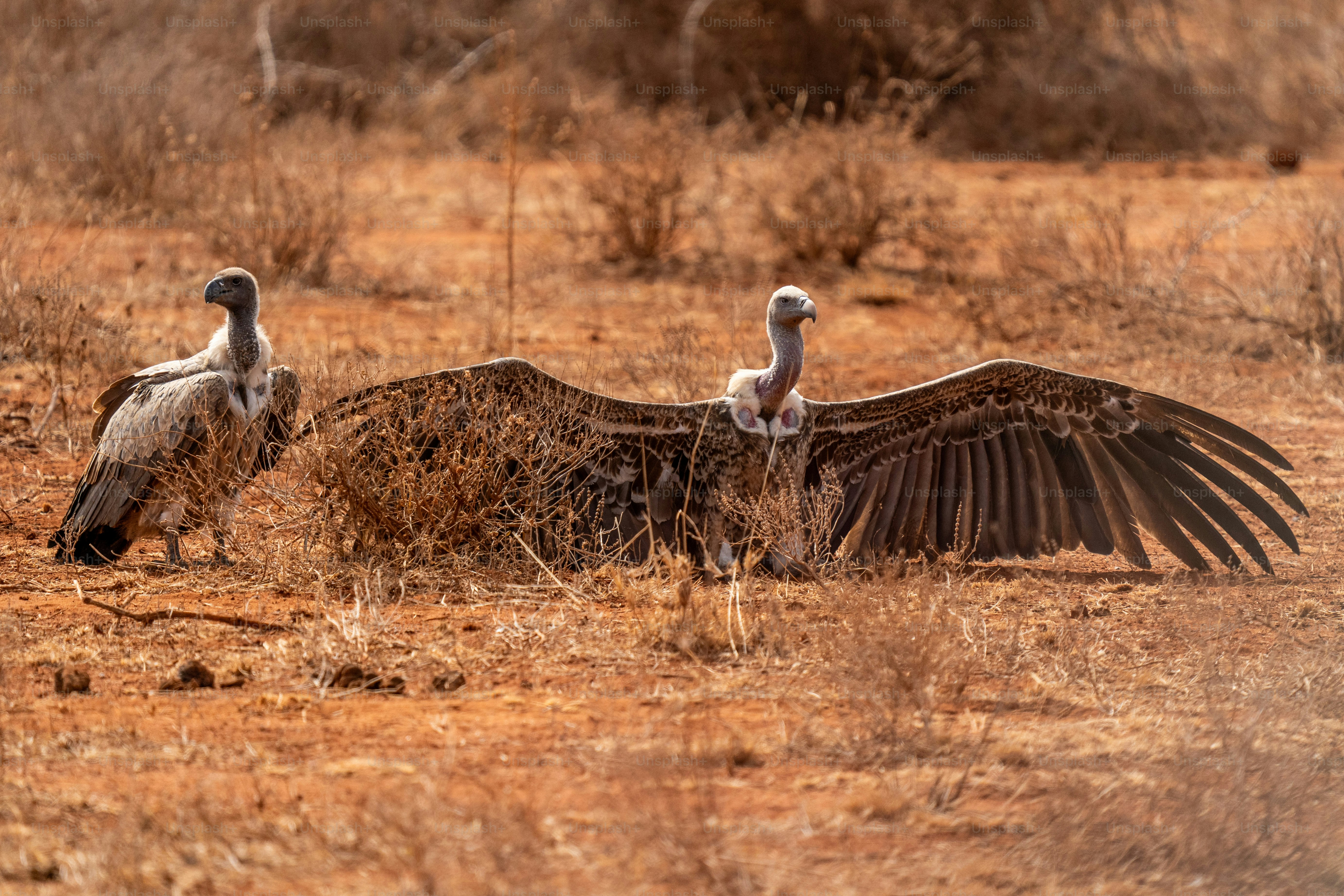 A couple of birds standing on top of a dry grass field