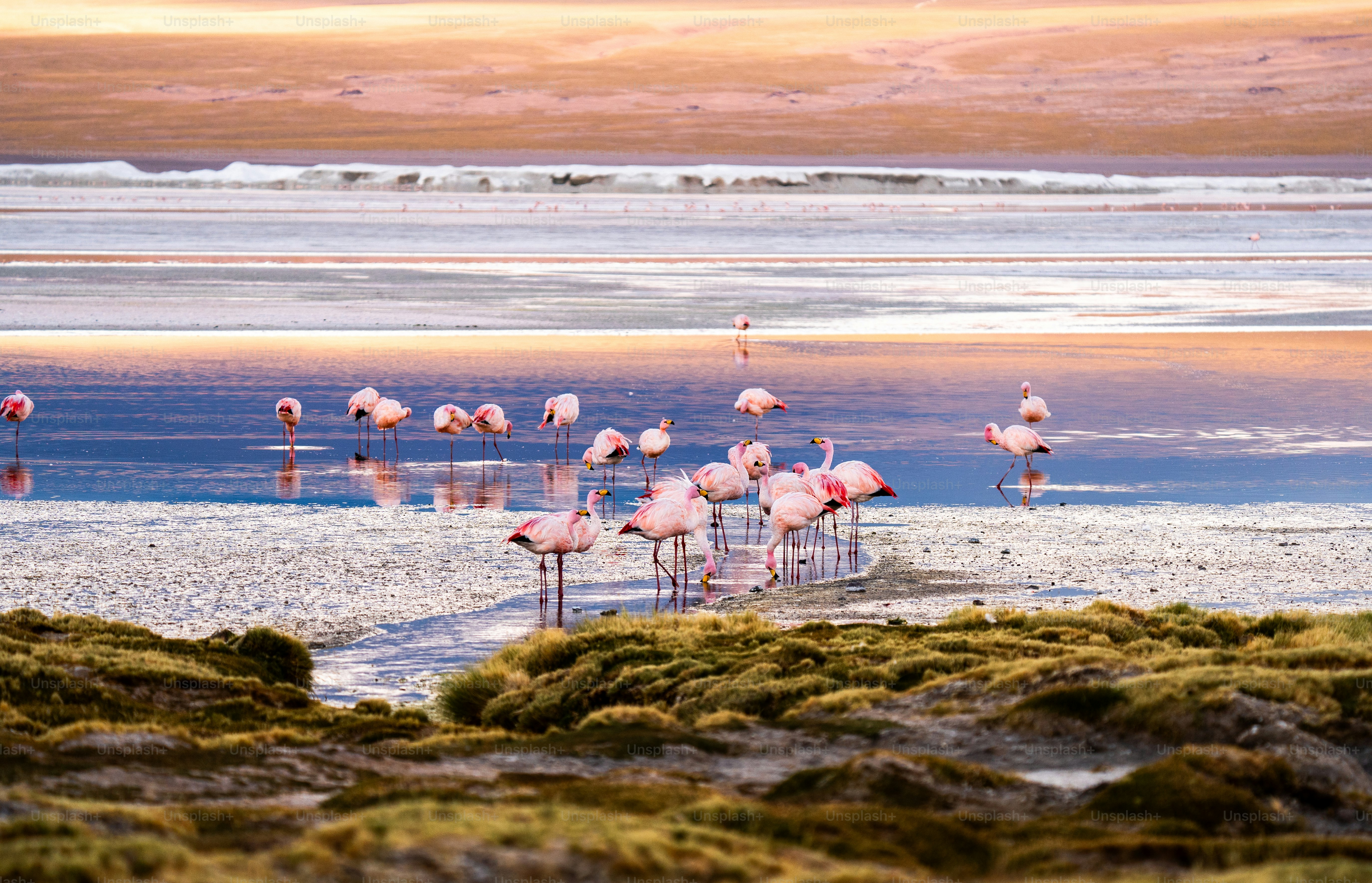 A flock of flamingos standing on top of a beach