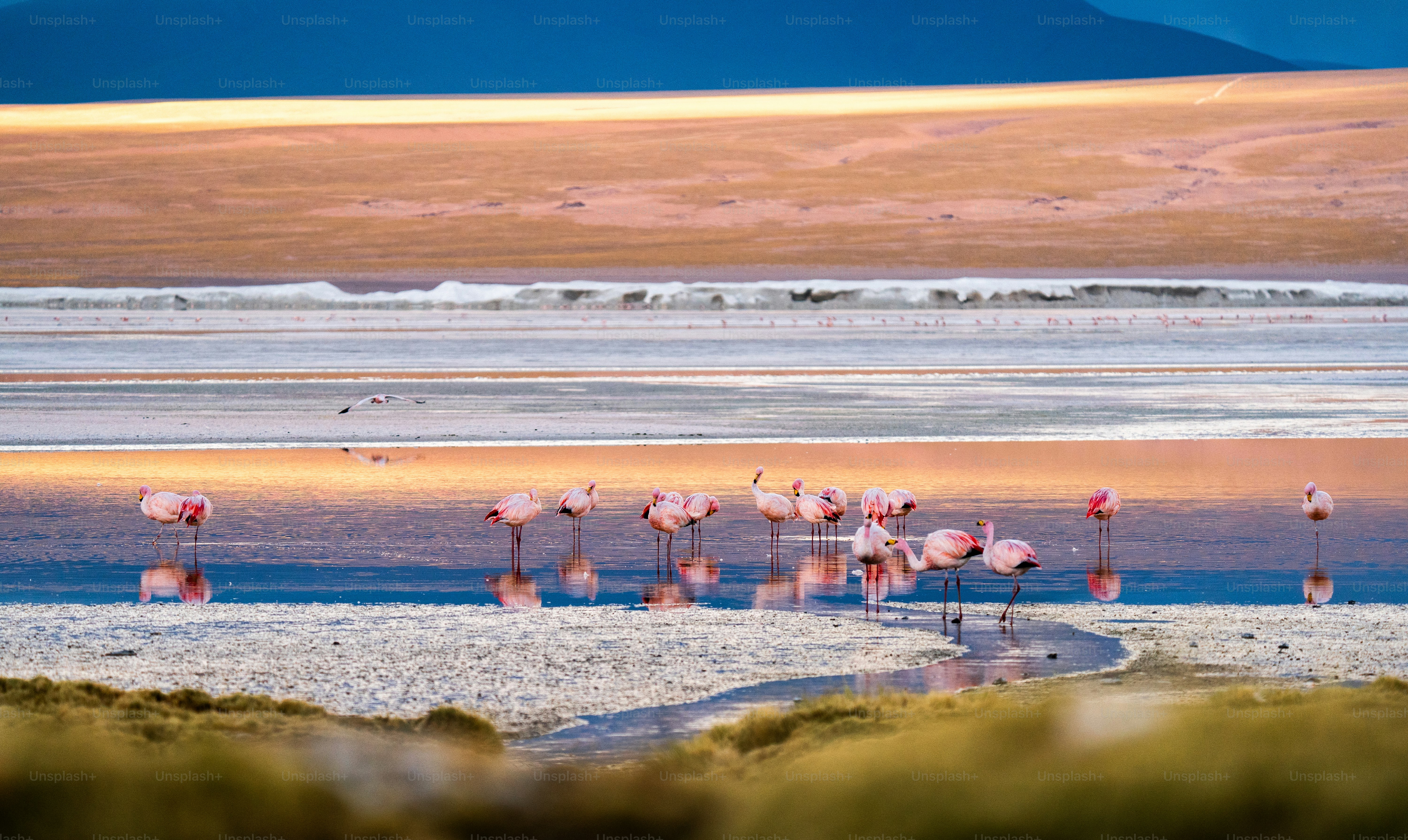 Un troupeau de flamants roses debout au sommet d’une plage de sable