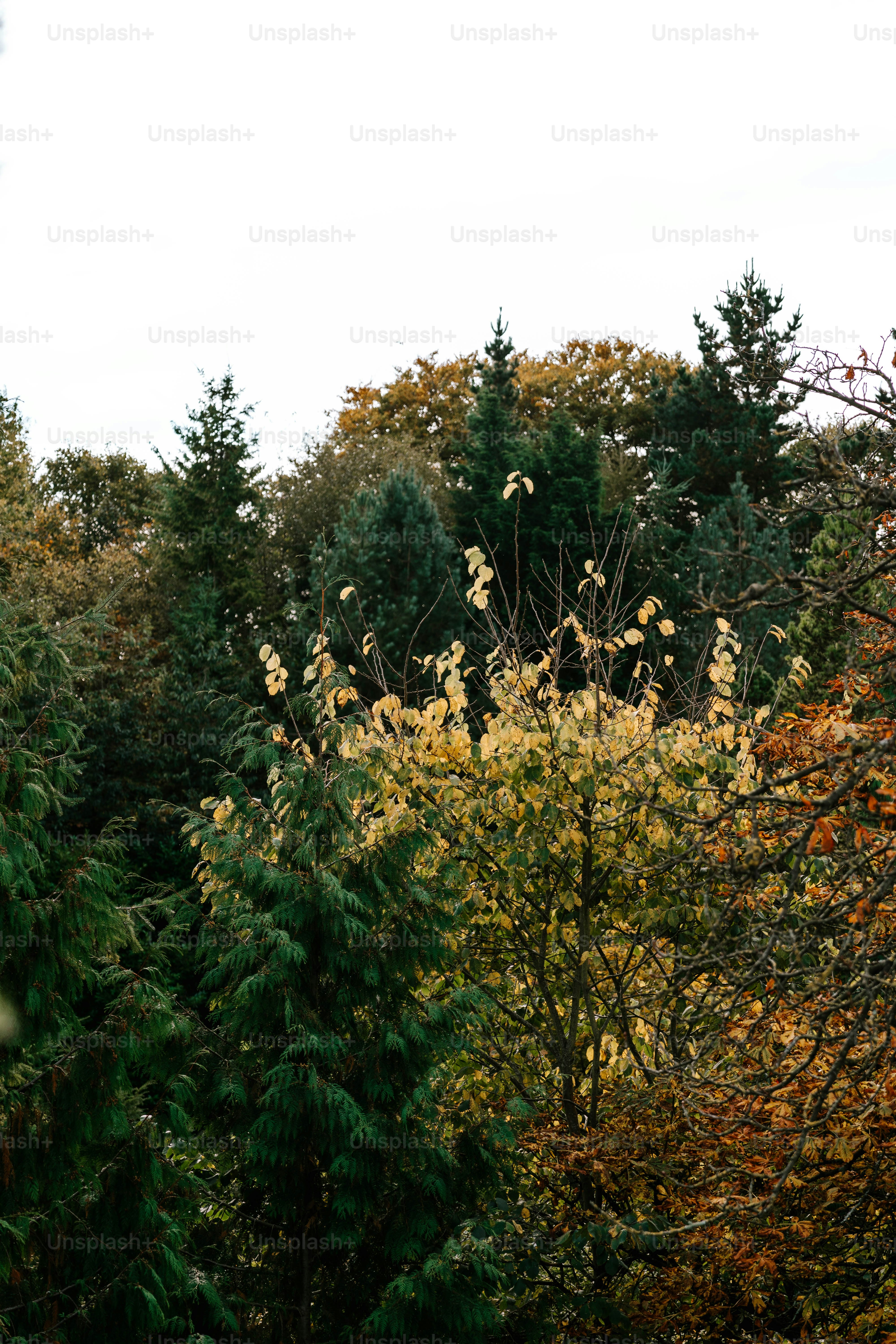 A forest filled with lots of trees covered in leaves
