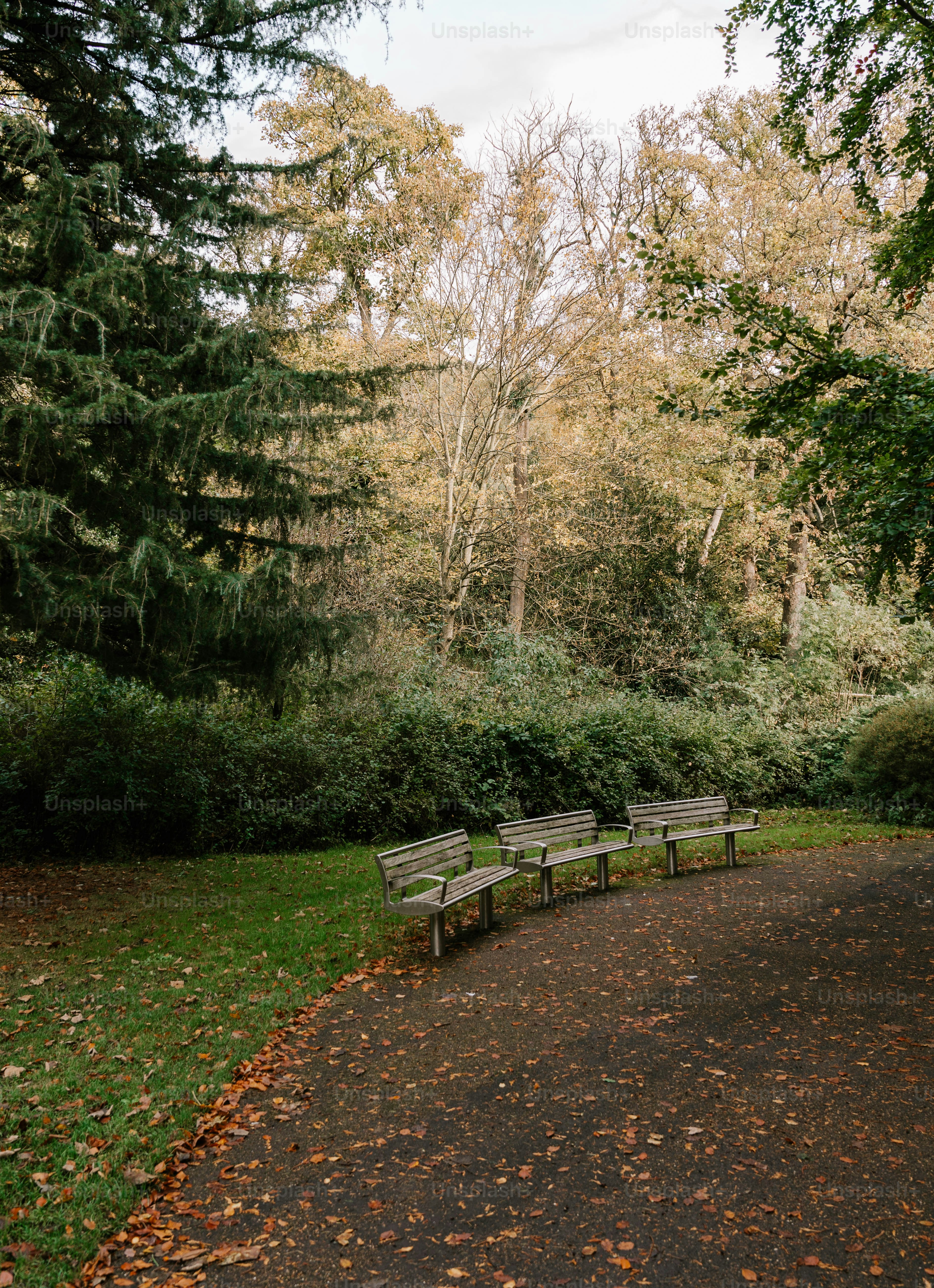 A park with benches and trees in the background