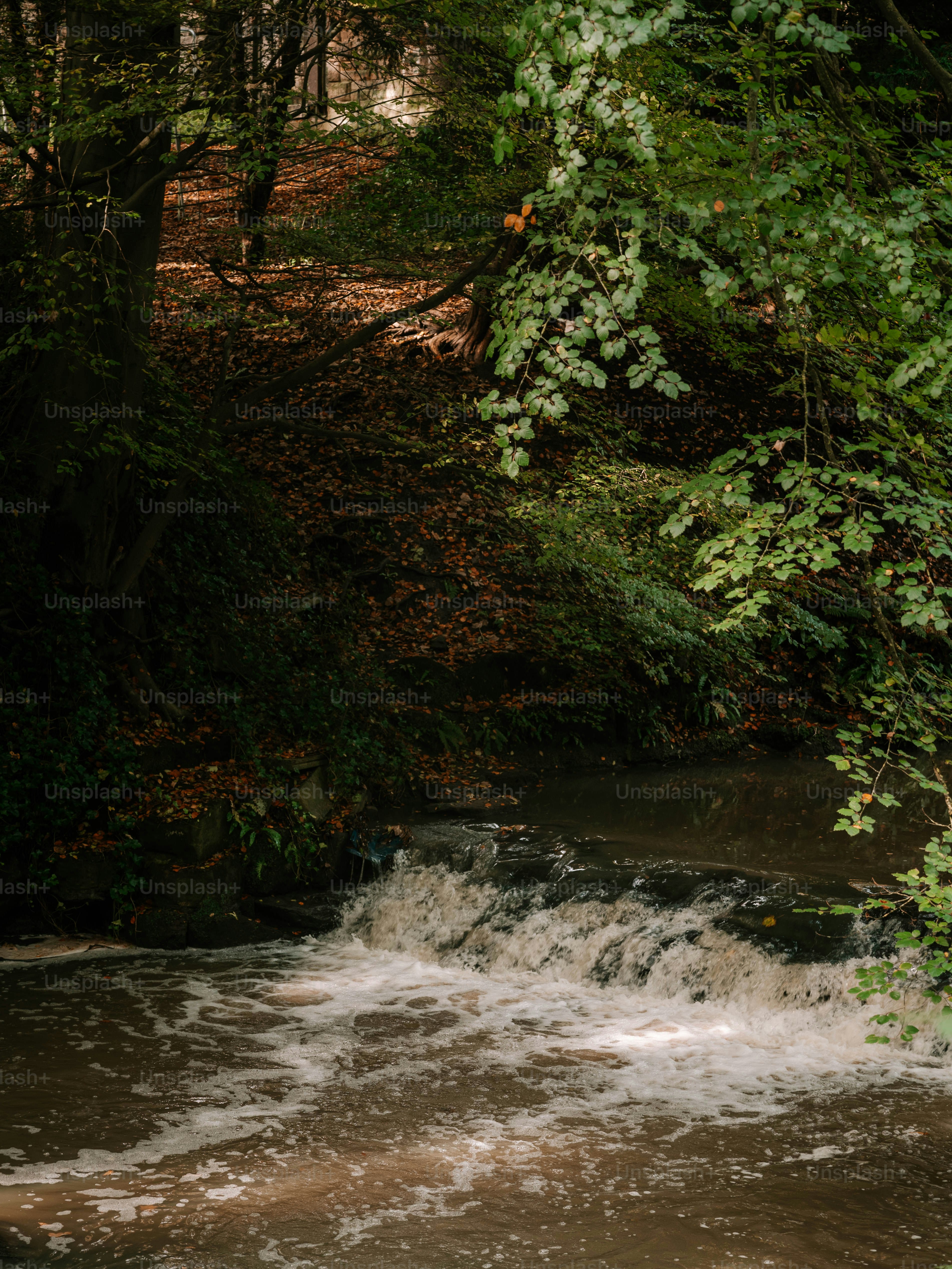 A stream running through a lush green forest photo – Nature Image on ...