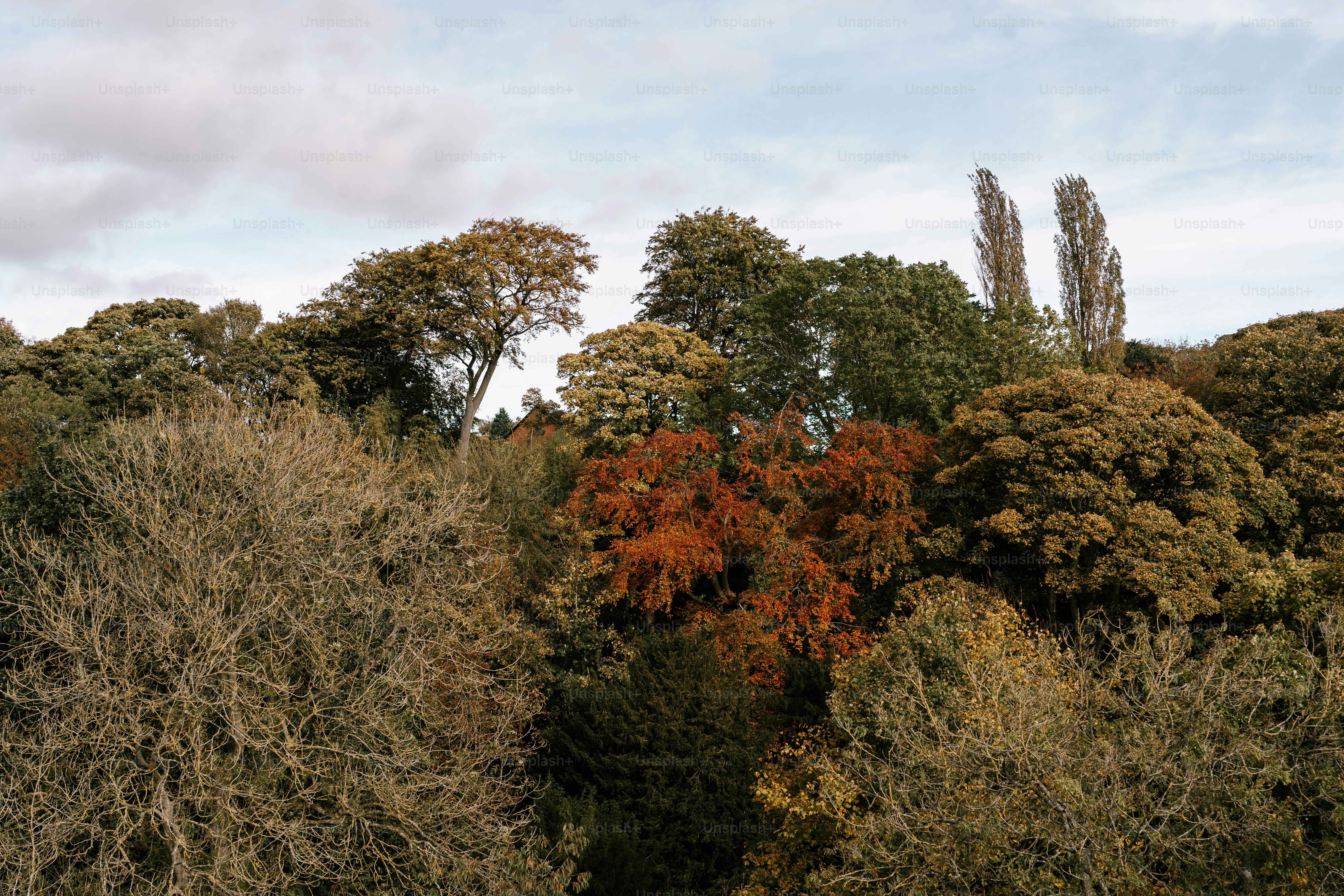 A group of trees that are next to each other photo – Autumnal Image on ...