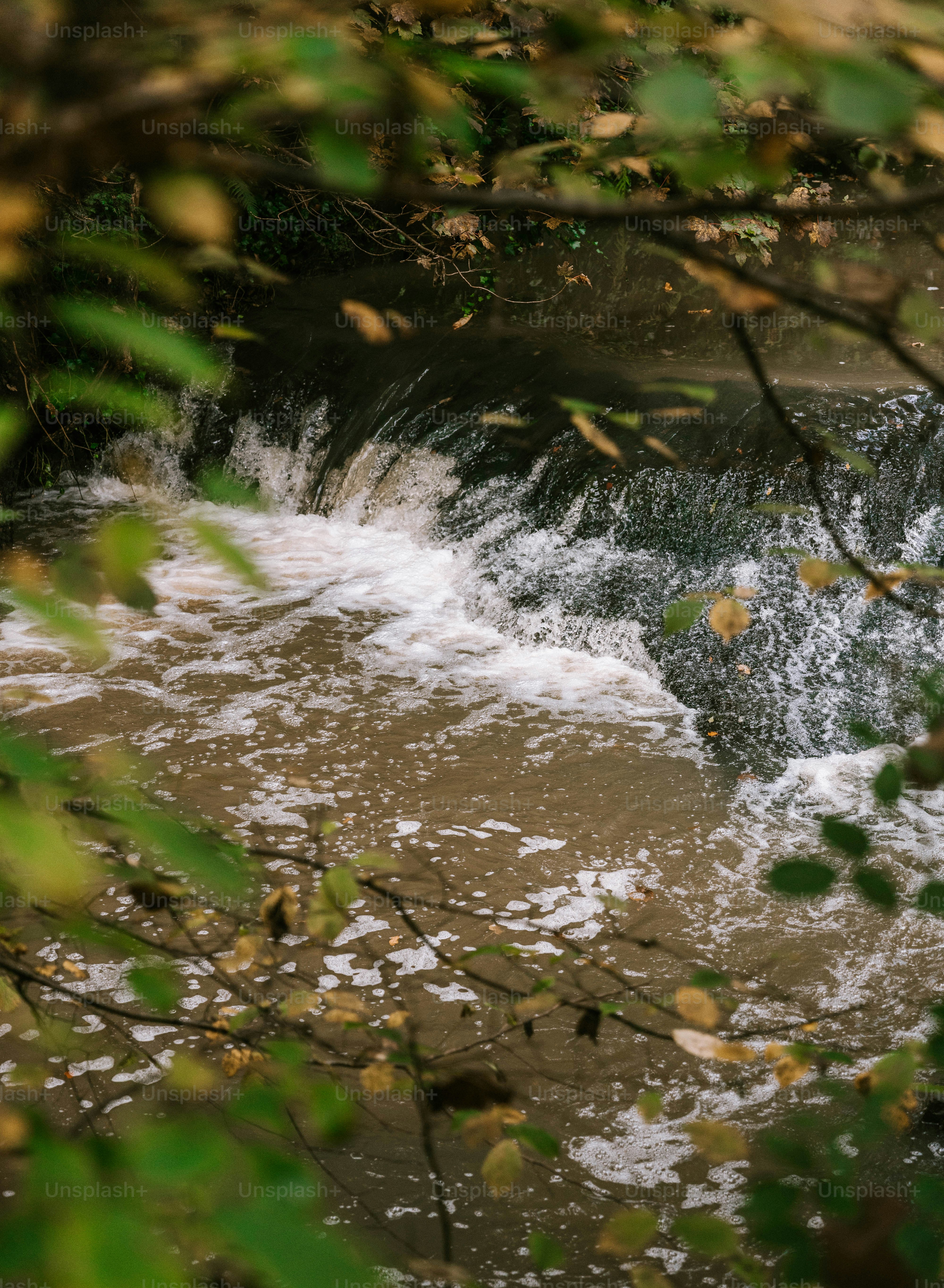 A stream running through a forest filled with trees