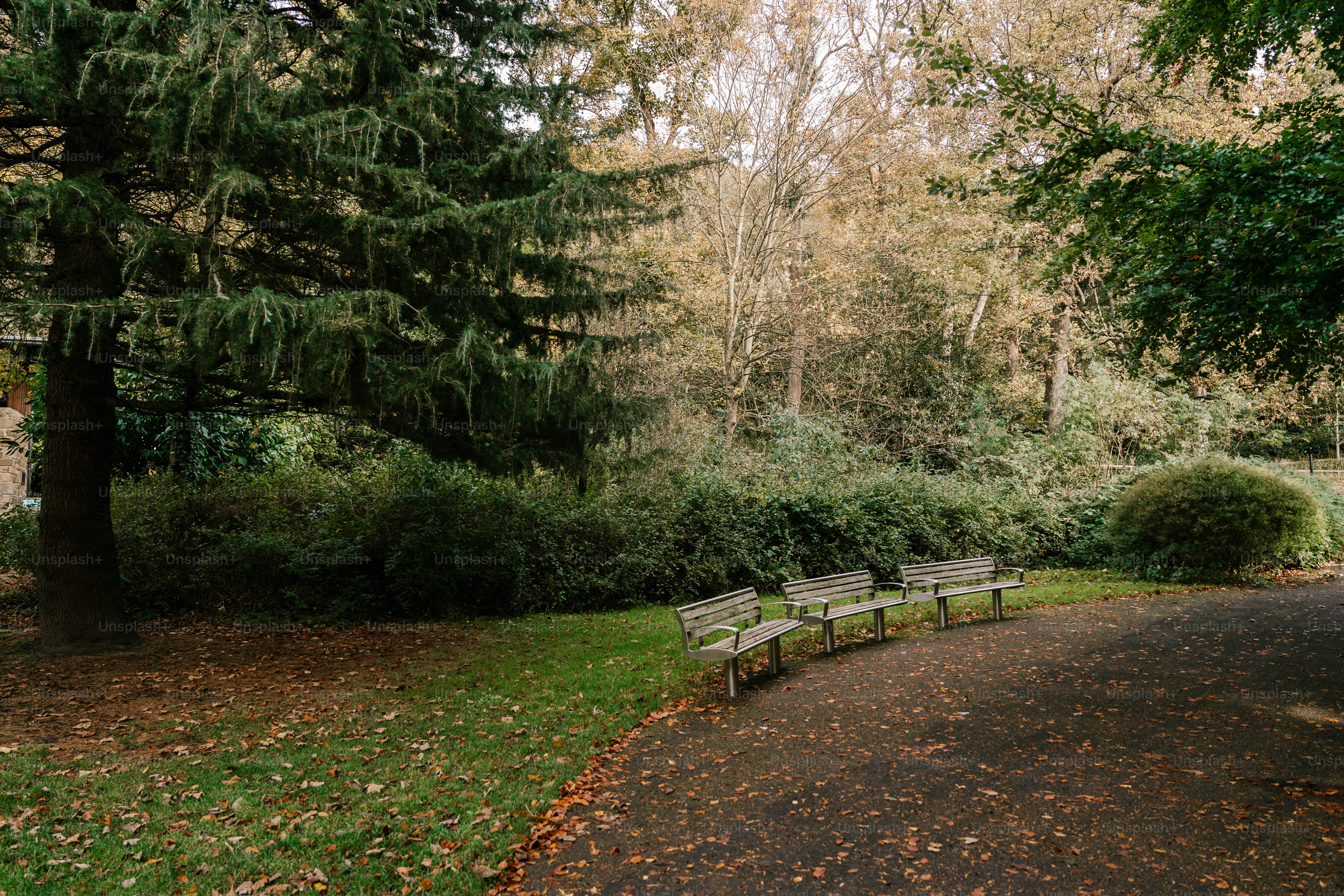 A park with benches and trees in the background