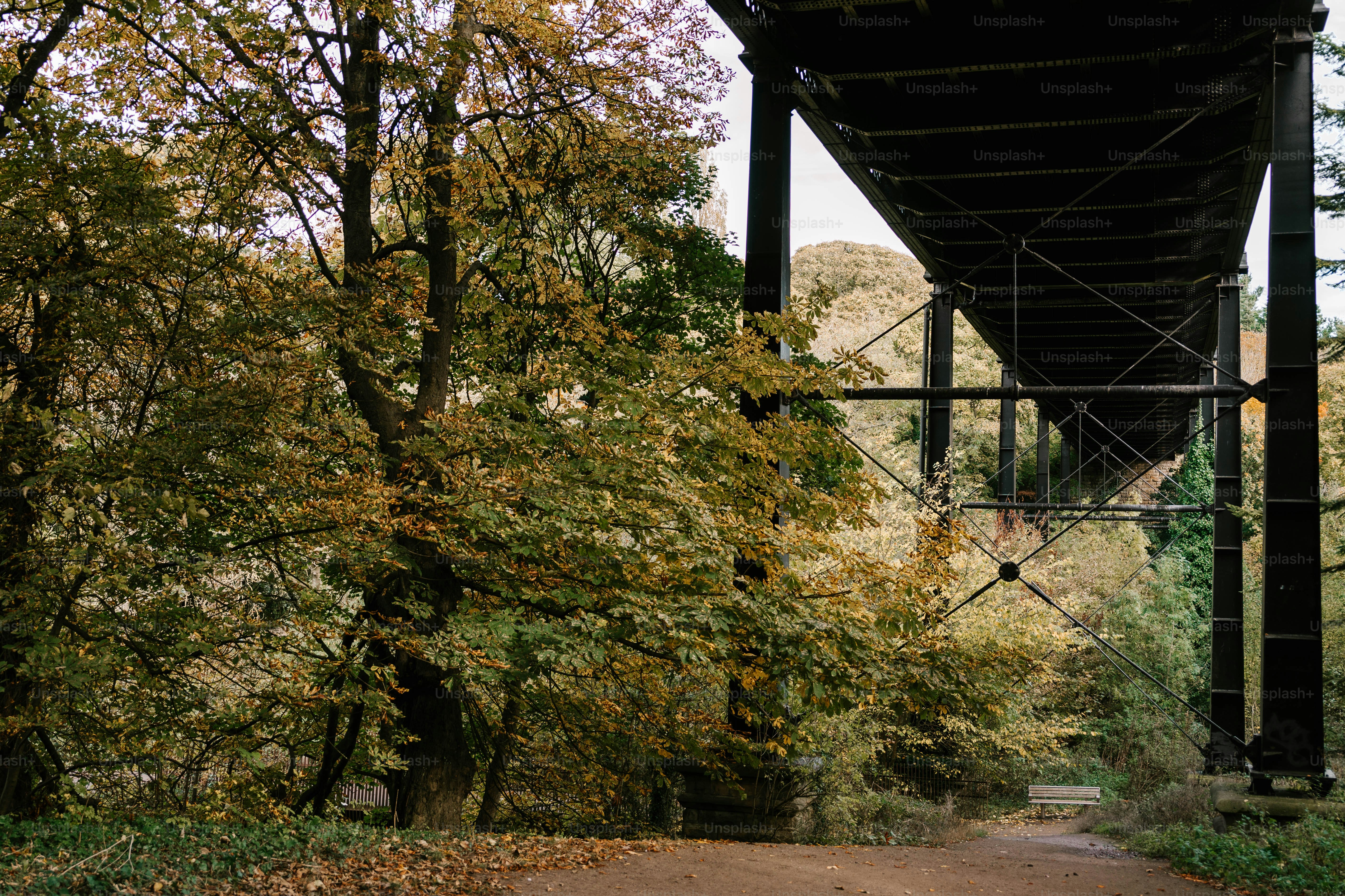 A dirt road under a bridge in the woods