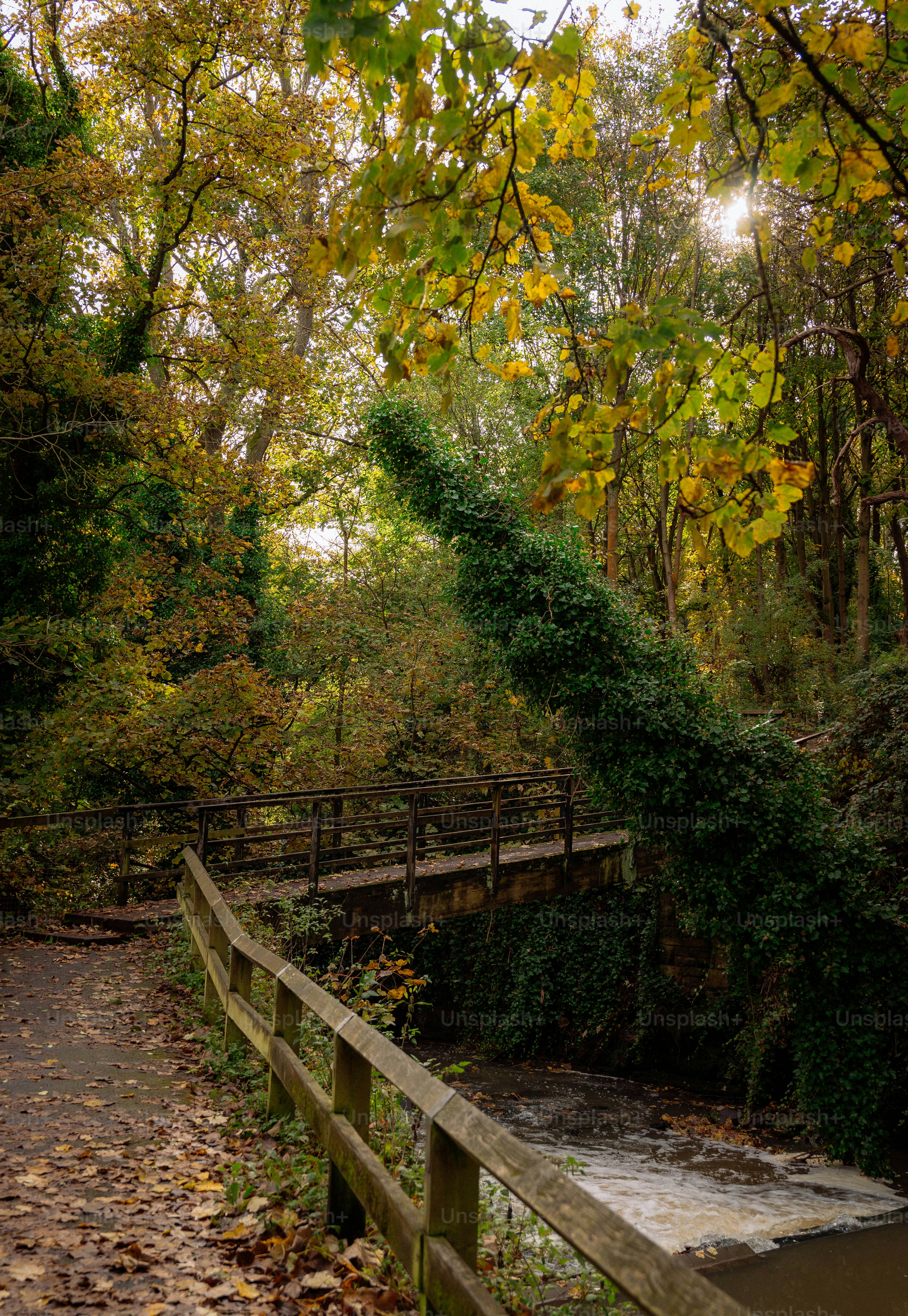 A wooden bridge surrounded by trees and leaves