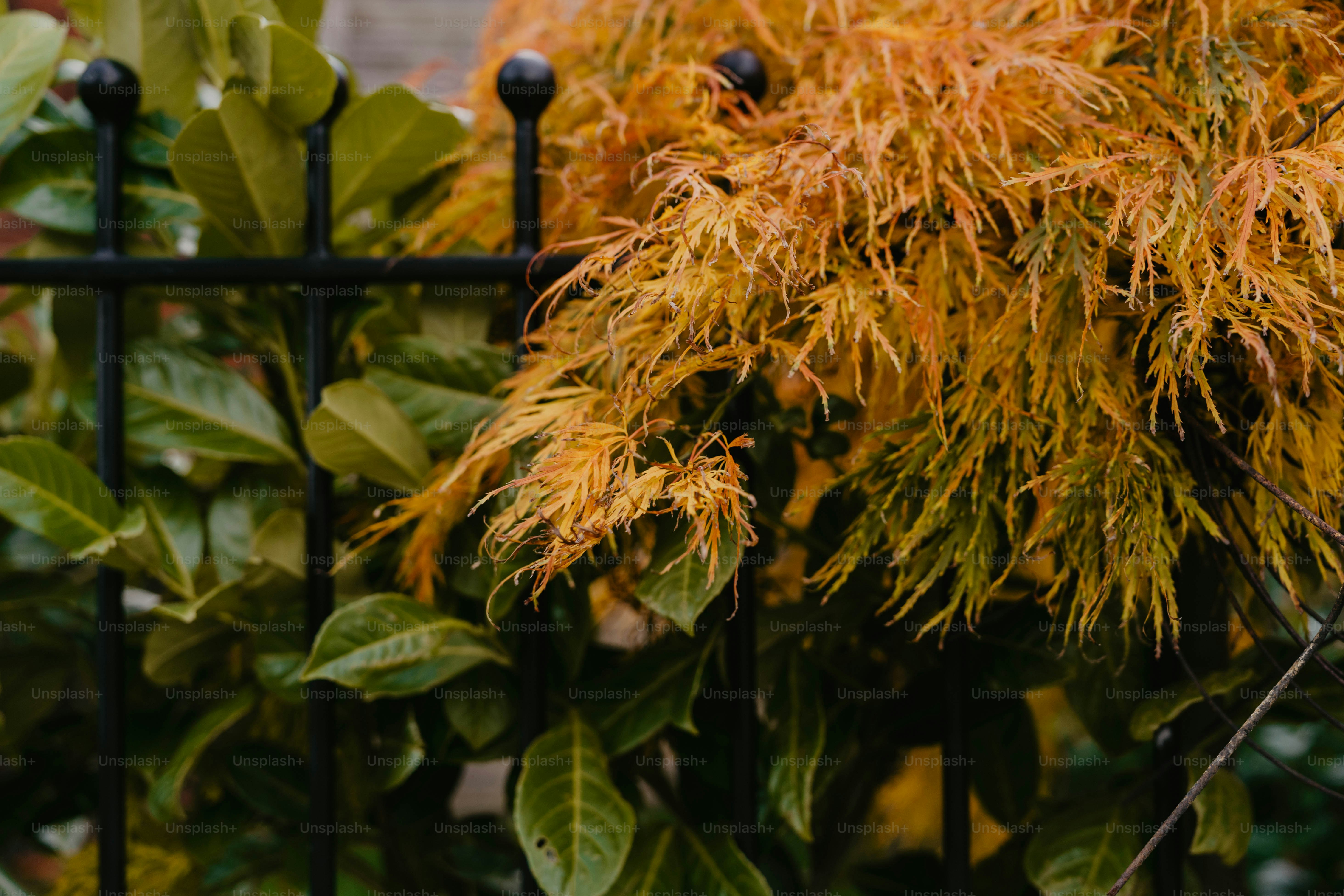 A close up of a tree with yellow leaves