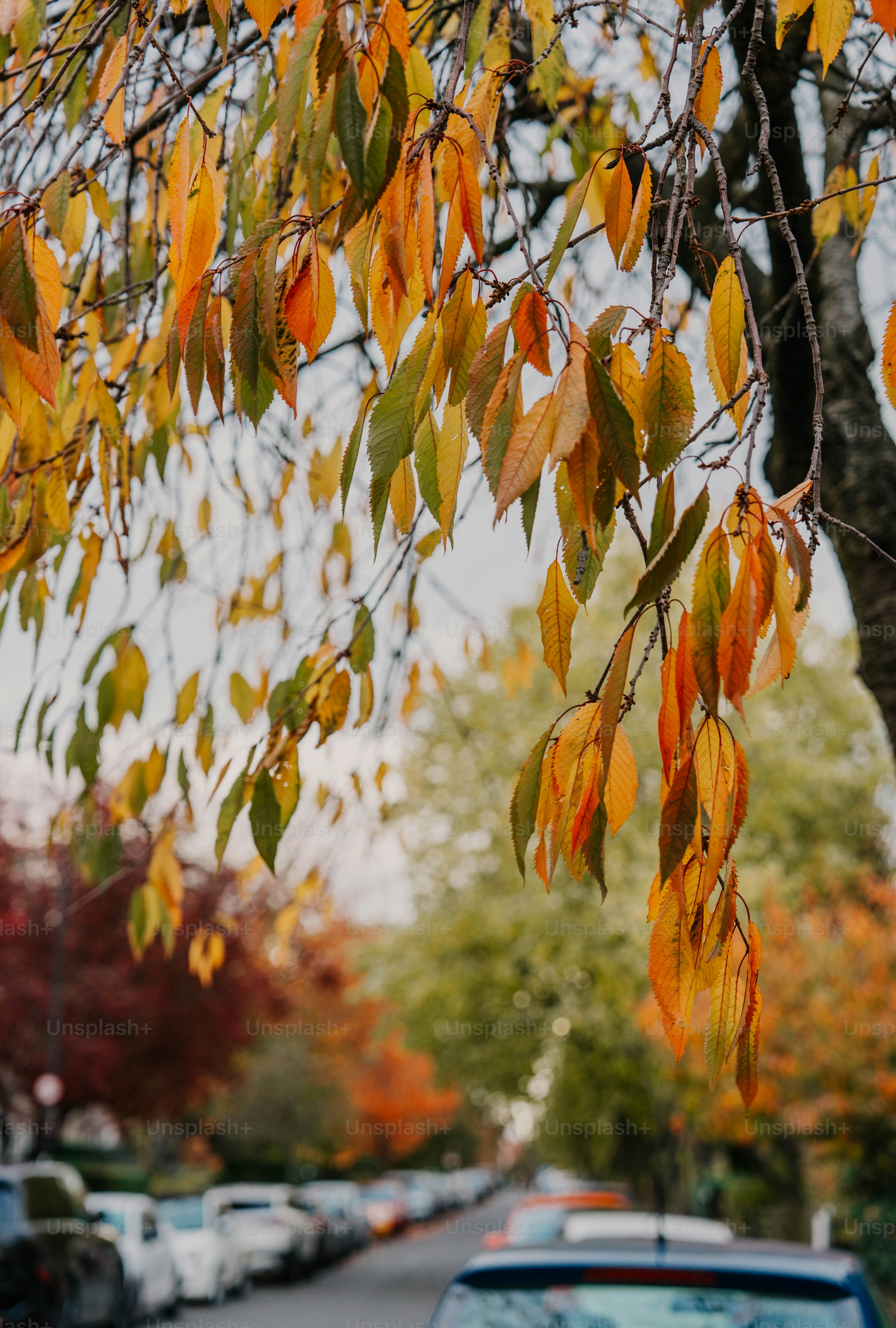 A tree with yellow leaves on it next to a street