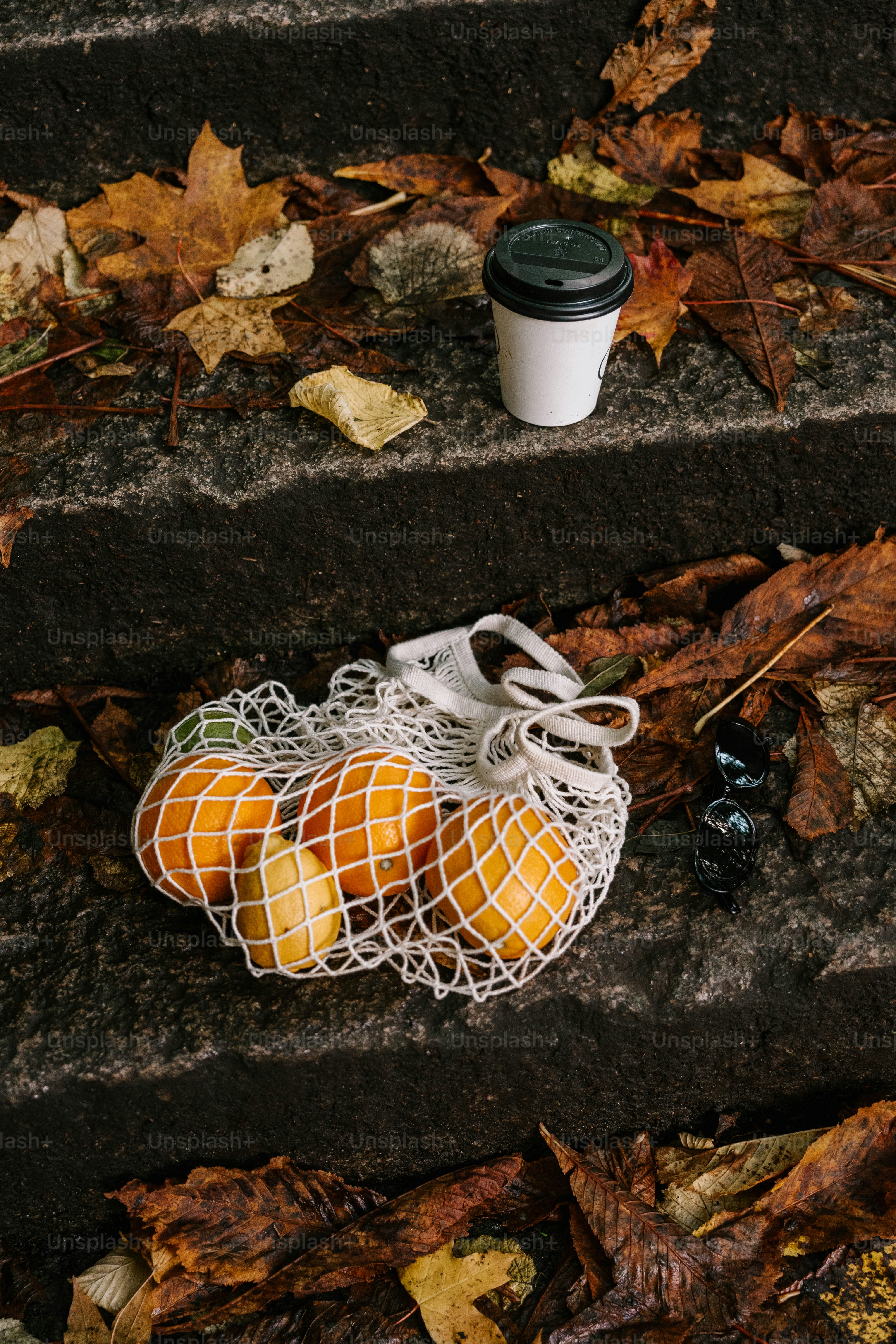 premium_photo-1729542103221-648b03f61054?ixid=M3wxMjA3fDB8MXxzZWFyY2h8NXx8cGlja2xlYmFsbCUyMGdlYXIlMjBmb3IlMjBiZWdpbm5lcnN8ZW58MHx8fHwxNzU1MDAxNzQ0fDA\u0026ixlib=rb-4.1.0