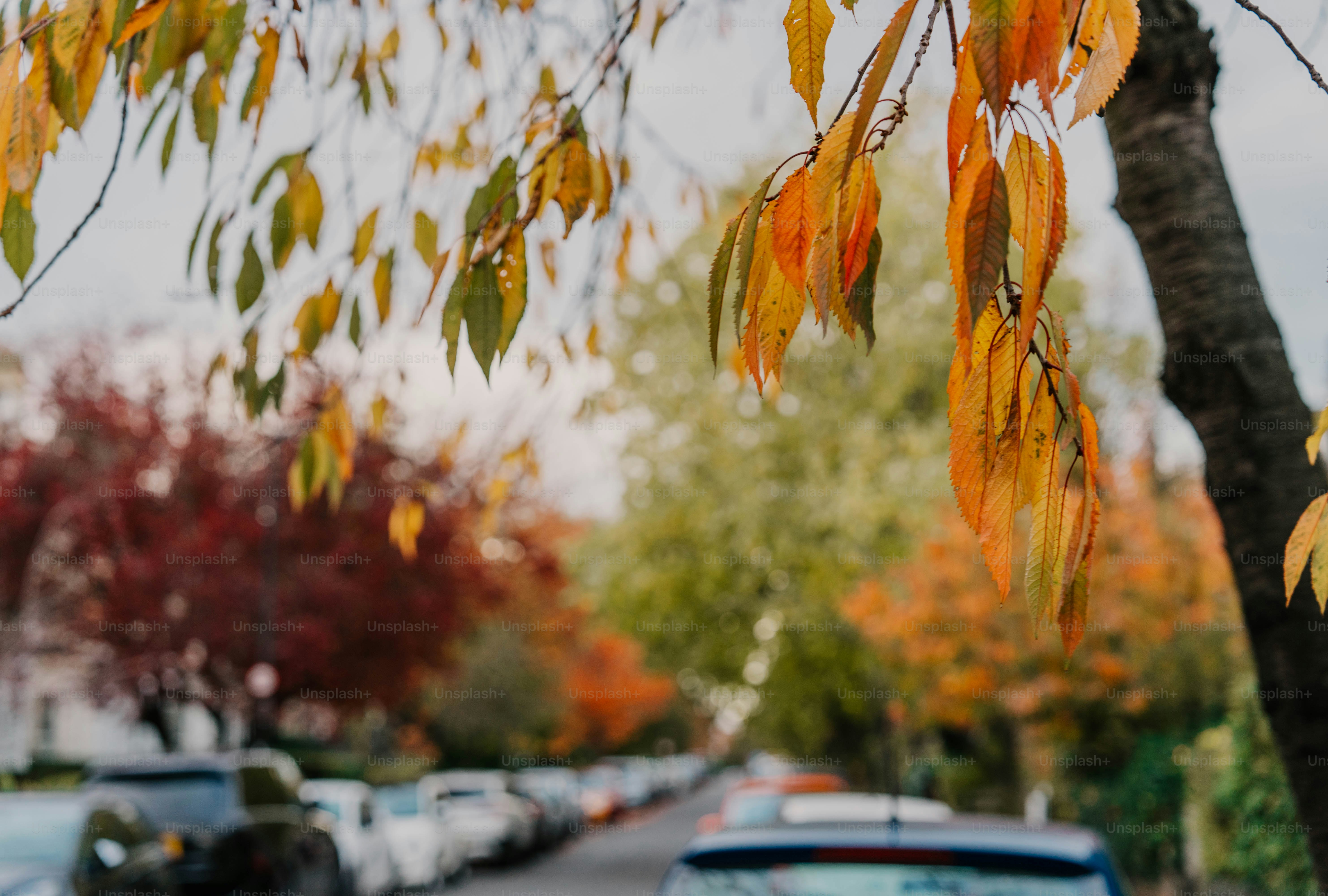 Cars parked on the side of the road near a tree