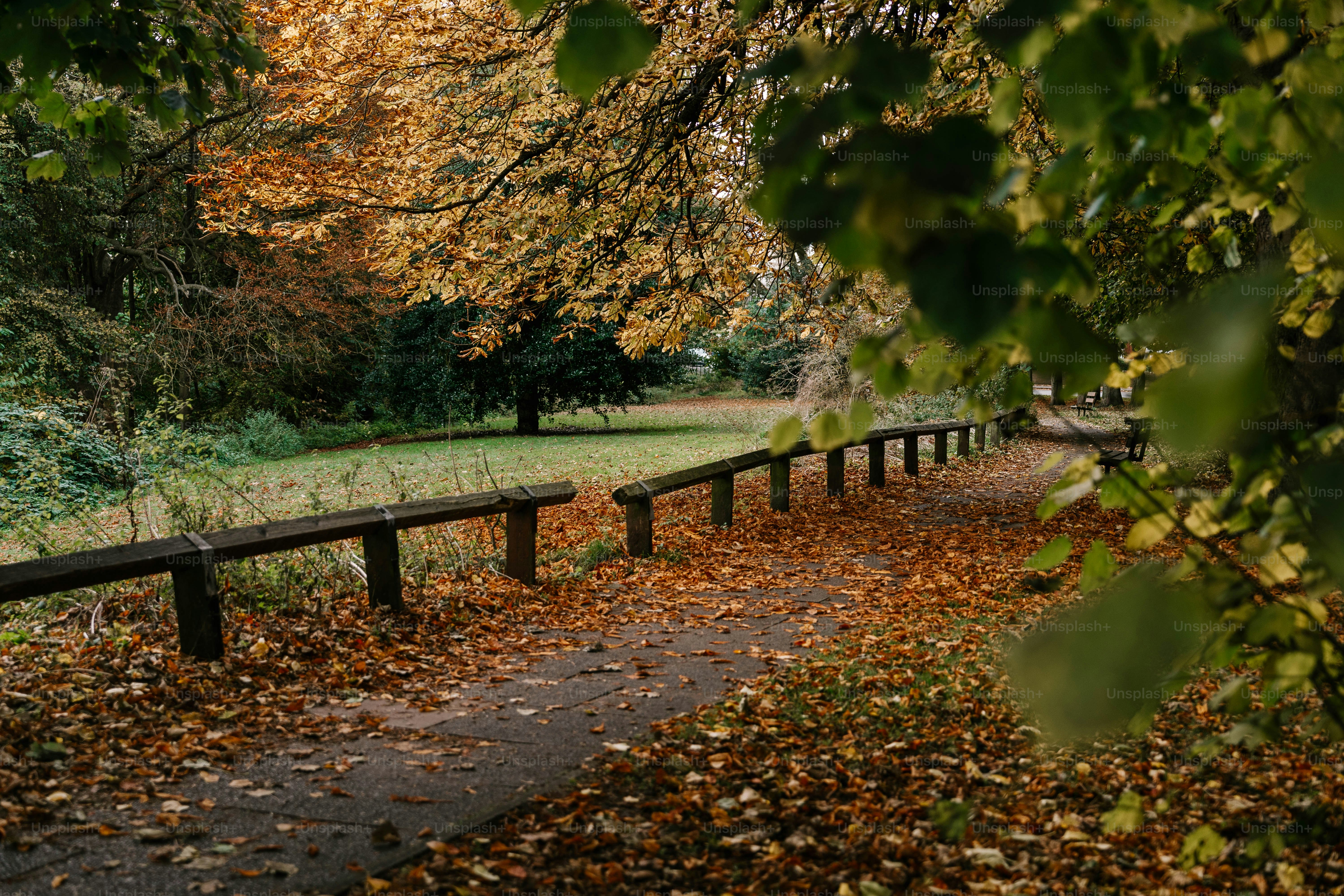 A long wooden bench sitting next to a forest filled with trees