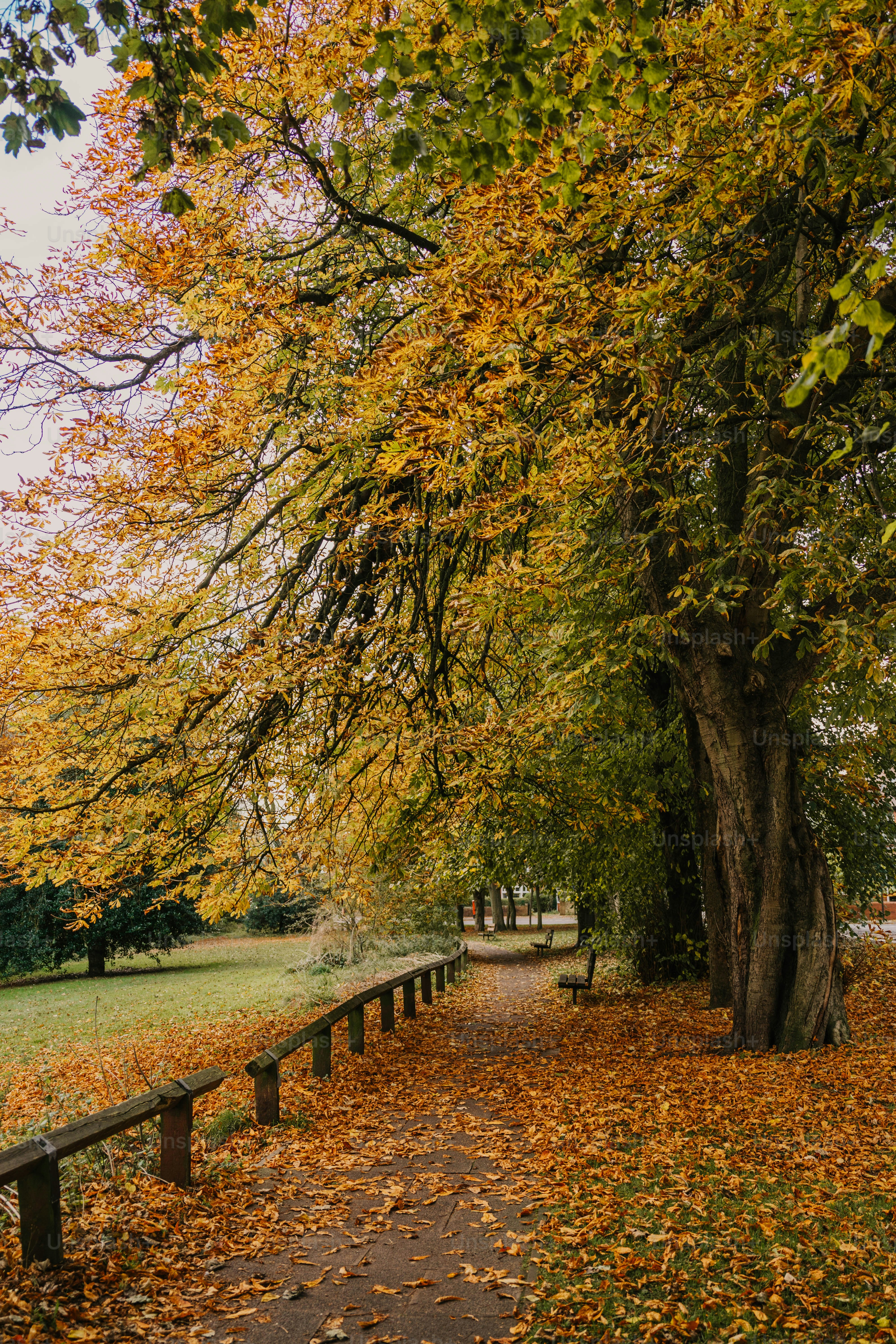 A park bench sitting under a tree filled with leaves