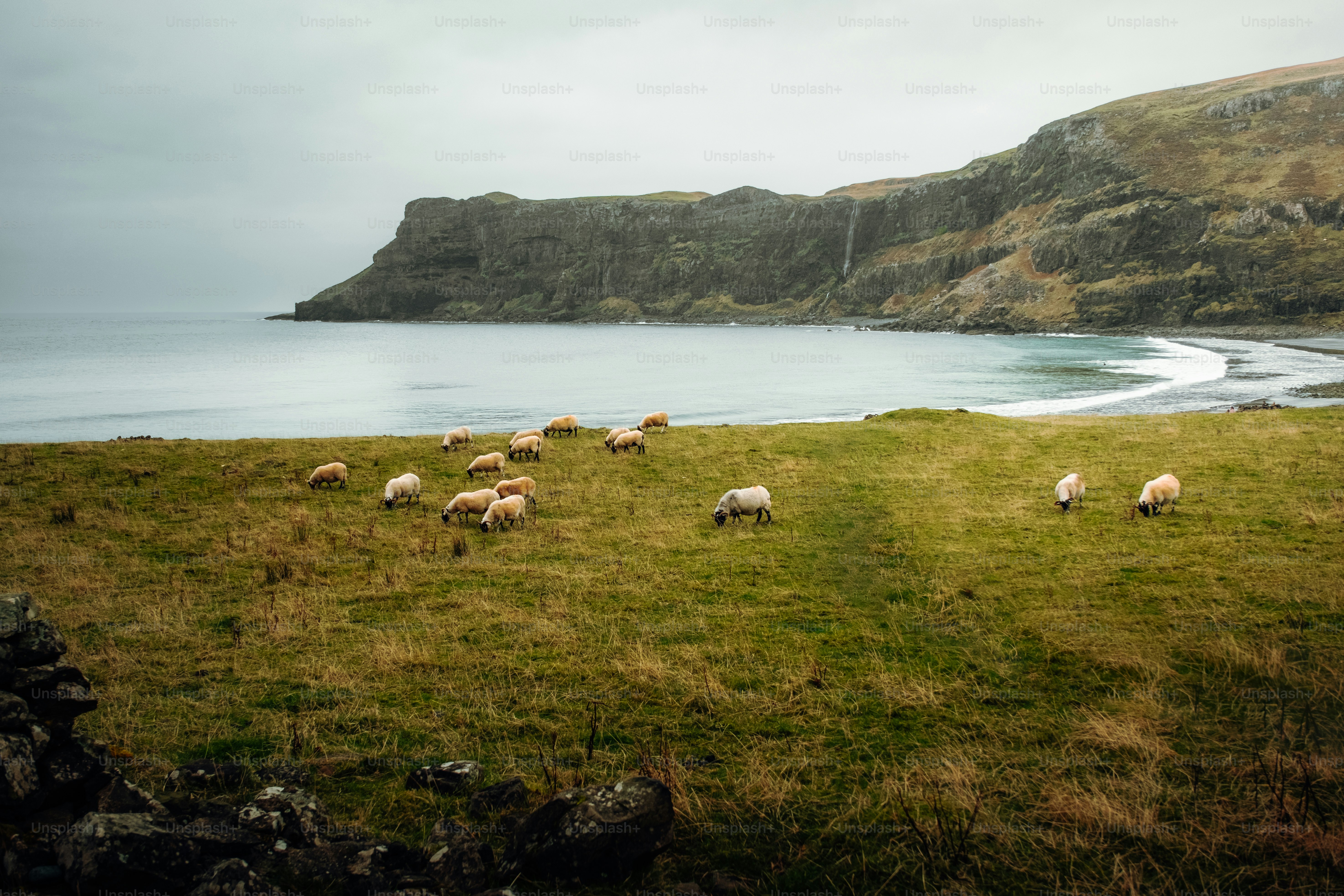 A herd of sheep grazing on a lush green hillside