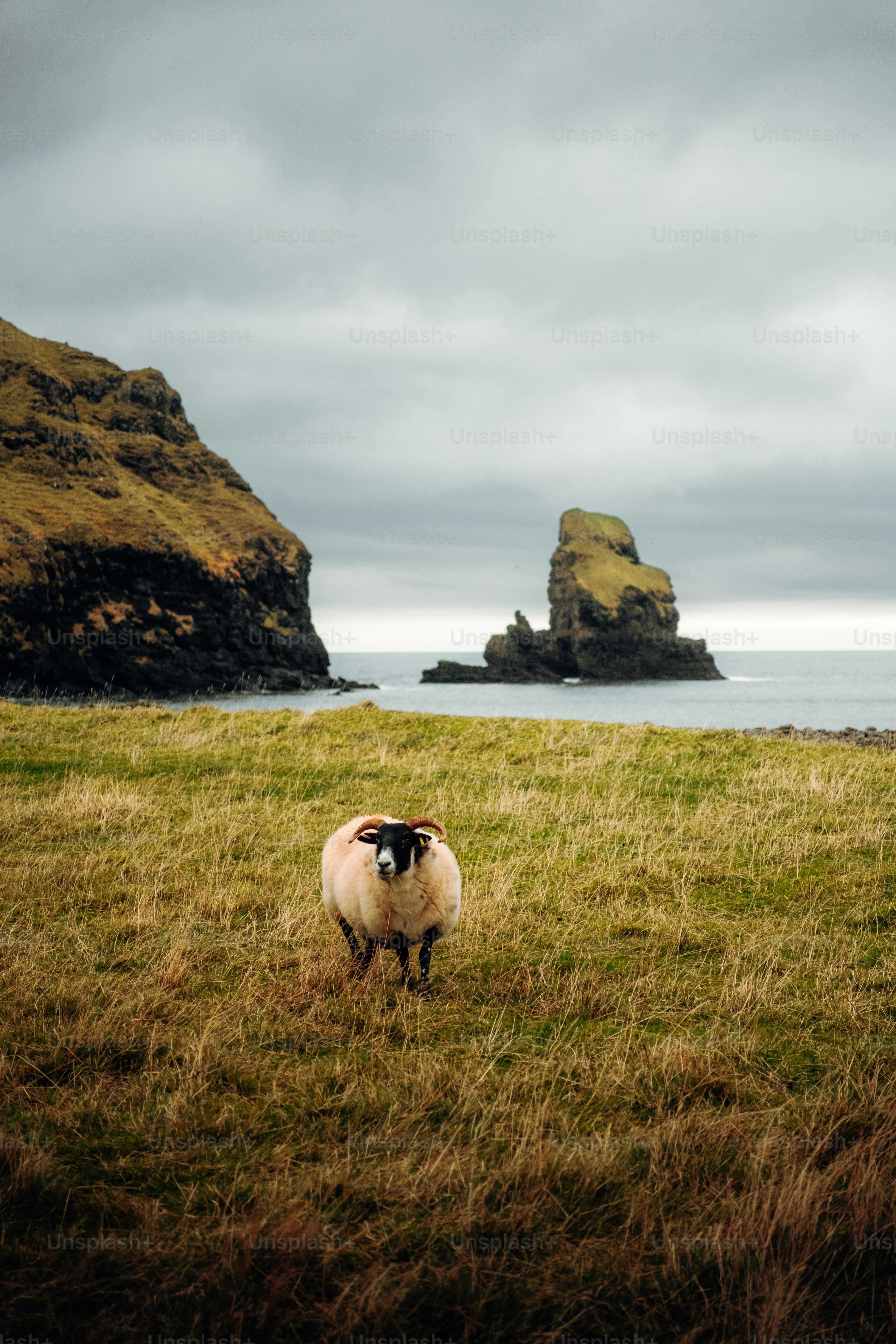A sheep standing in a grassy field next to a body of water