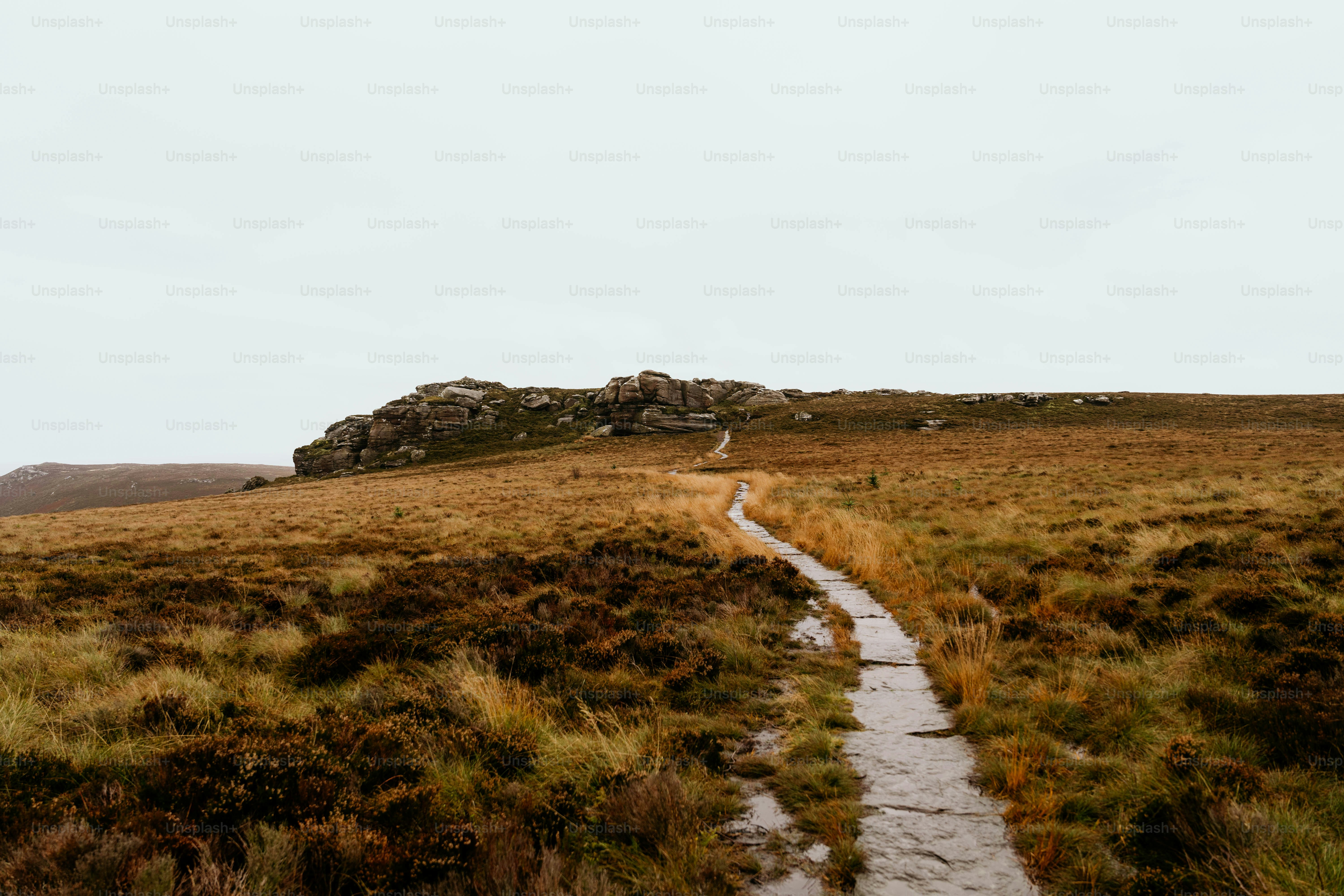 A path in the middle of a grassy field